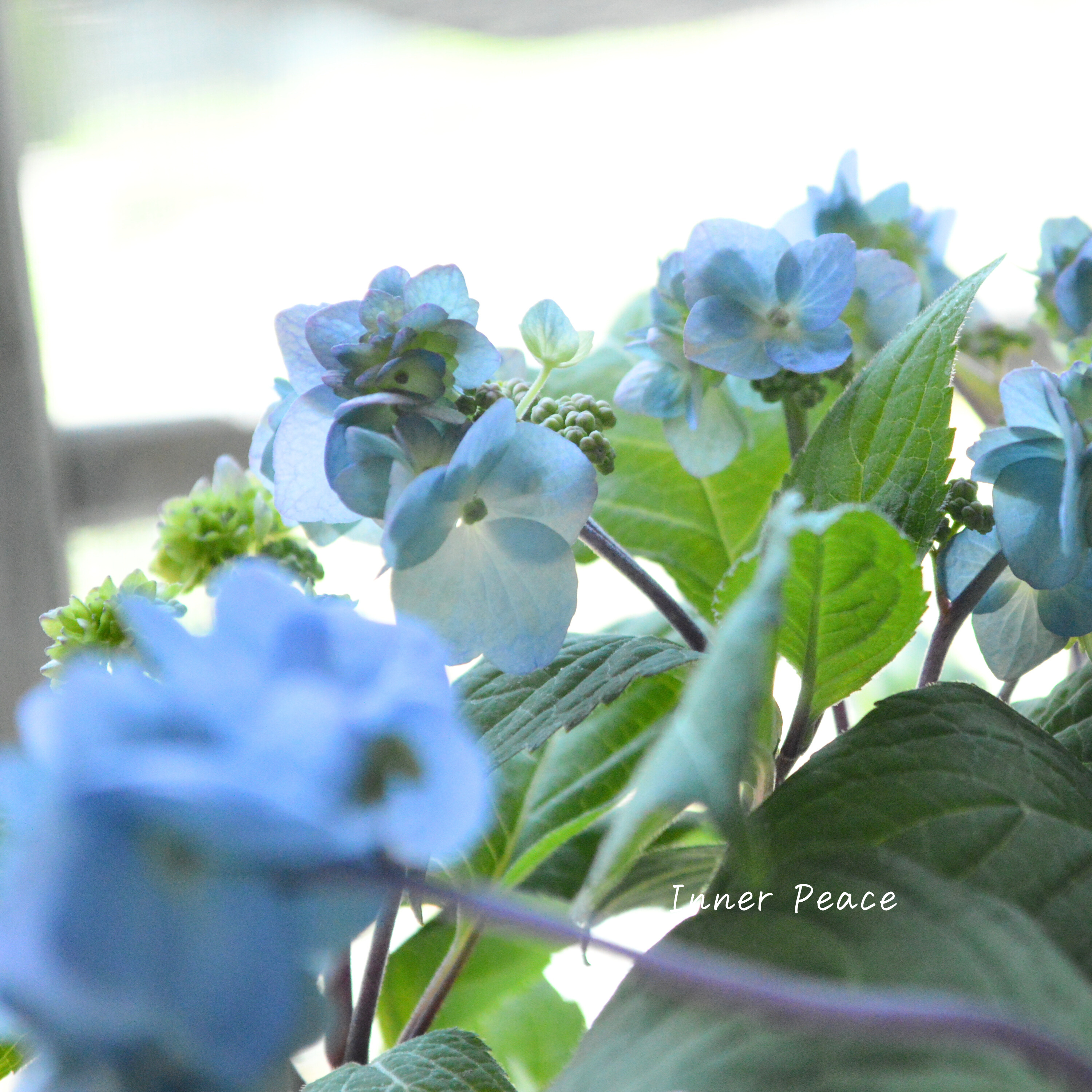 【吉岡麗子さん】 紫陽花 『九重麗華』 3号POT