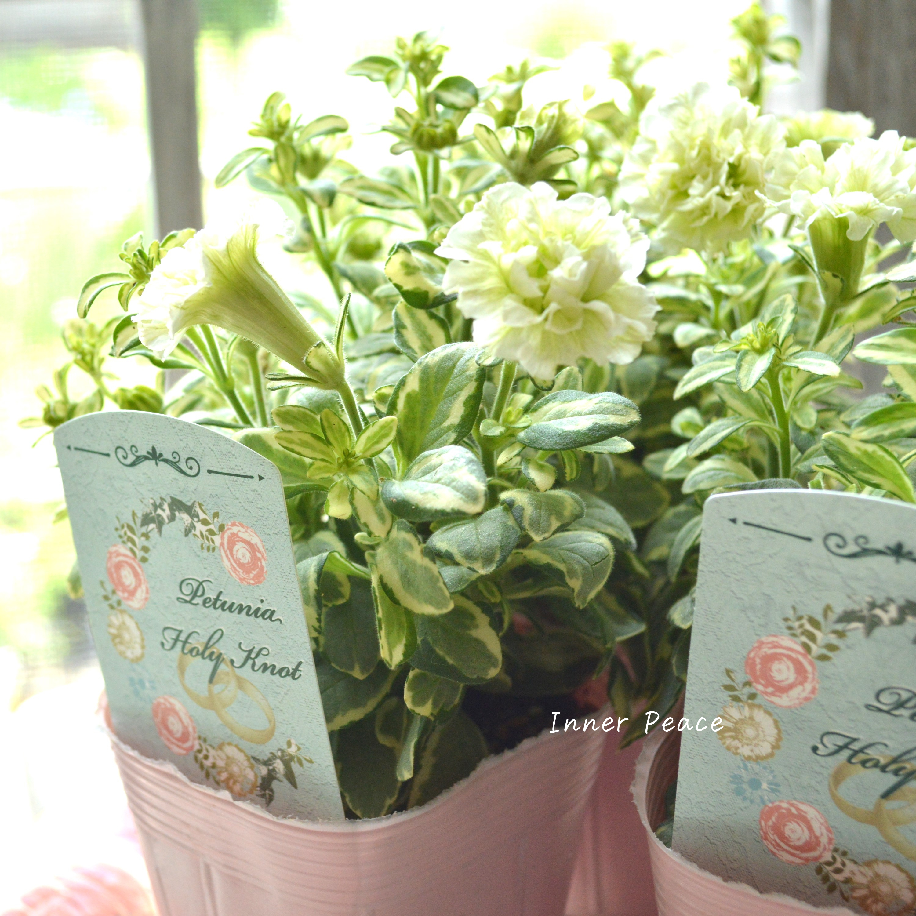 【希少】 斑入りペチュニア 『ホーリーノット』 3.5寸POT