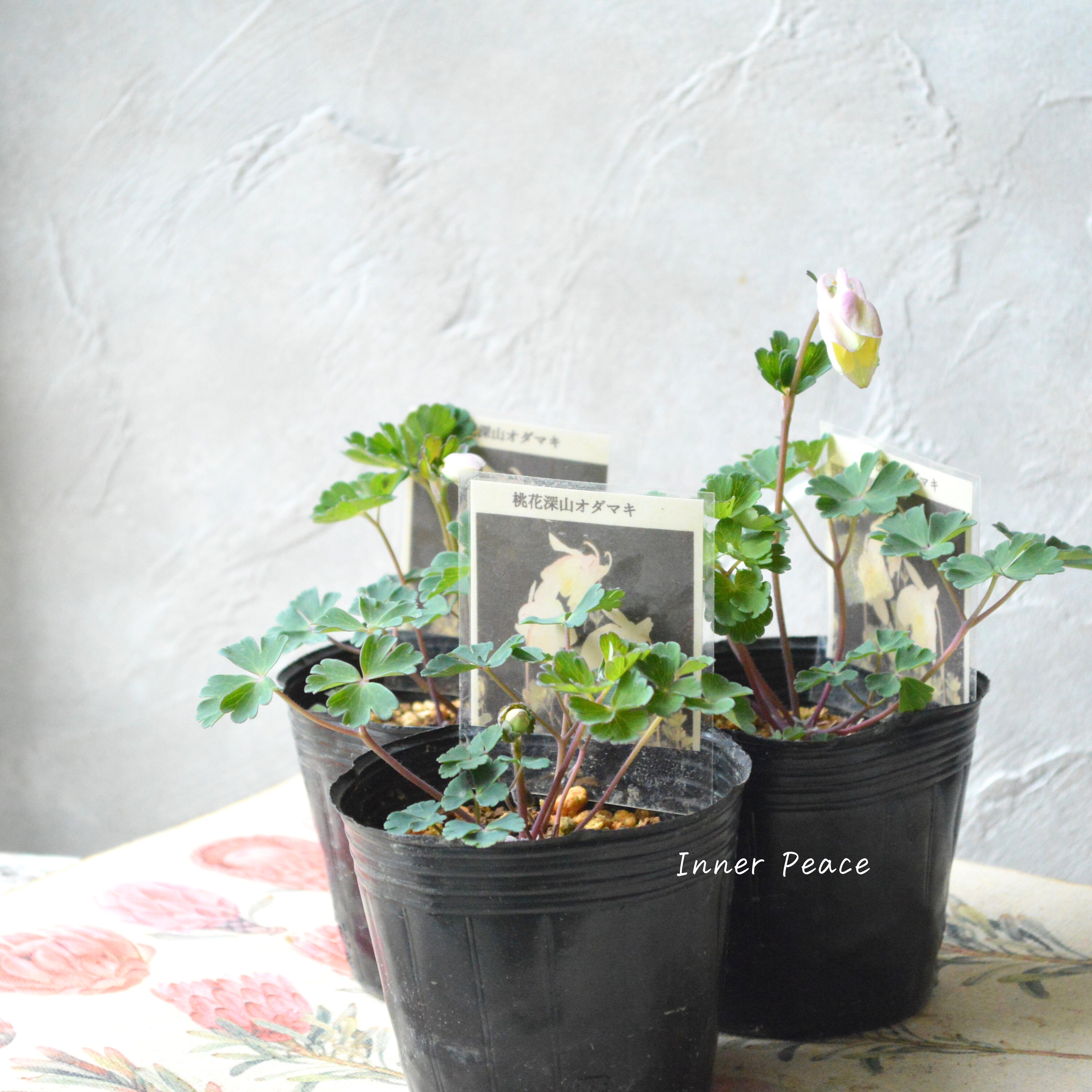 【美しい】 深山オダマキ 『桃花』 3寸POT