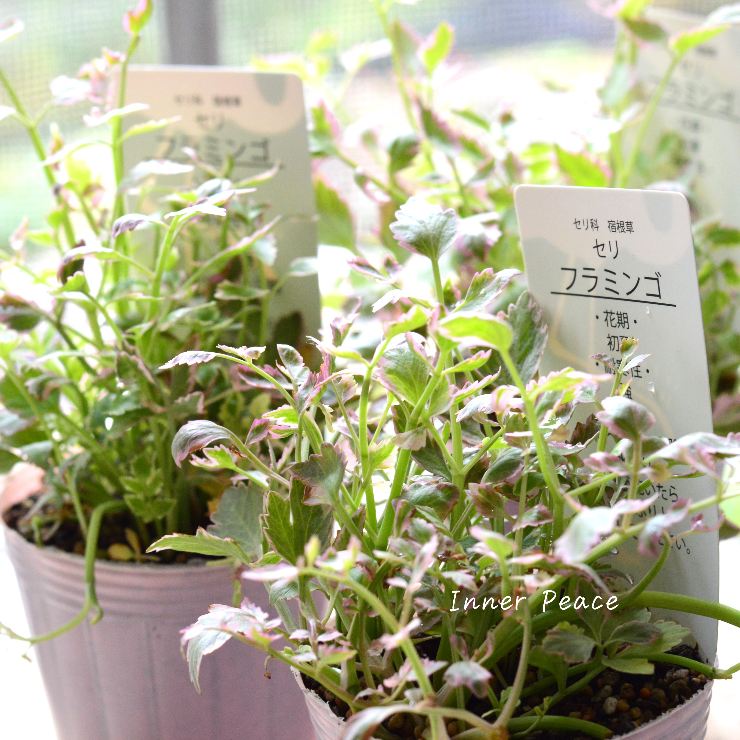 【斑入り】 セリ 『フラミンゴ』 2.5寸~3寸POT