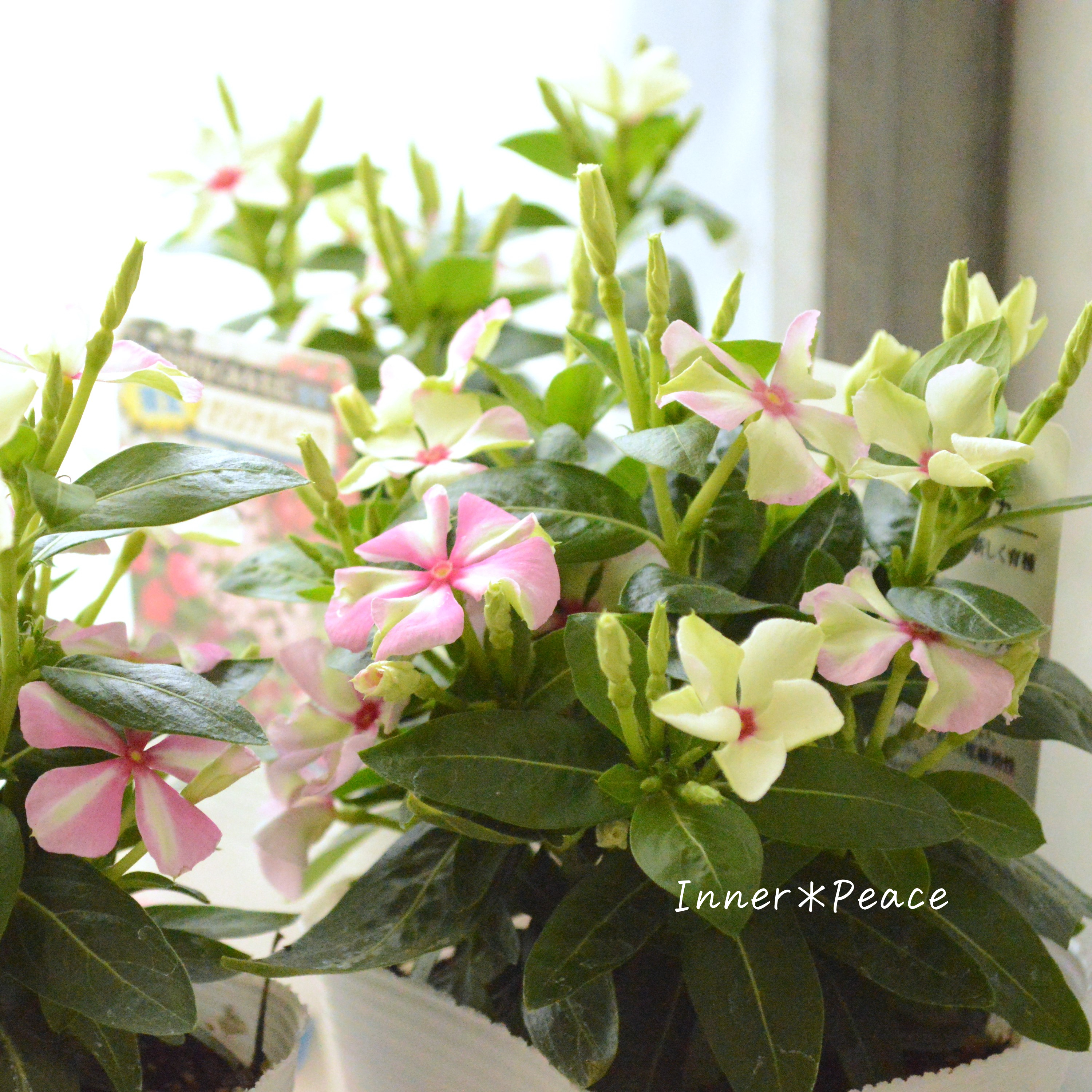 【北島園芸さん】 ニチニチソウ 『試作品・シャガール系』 3.5寸POT