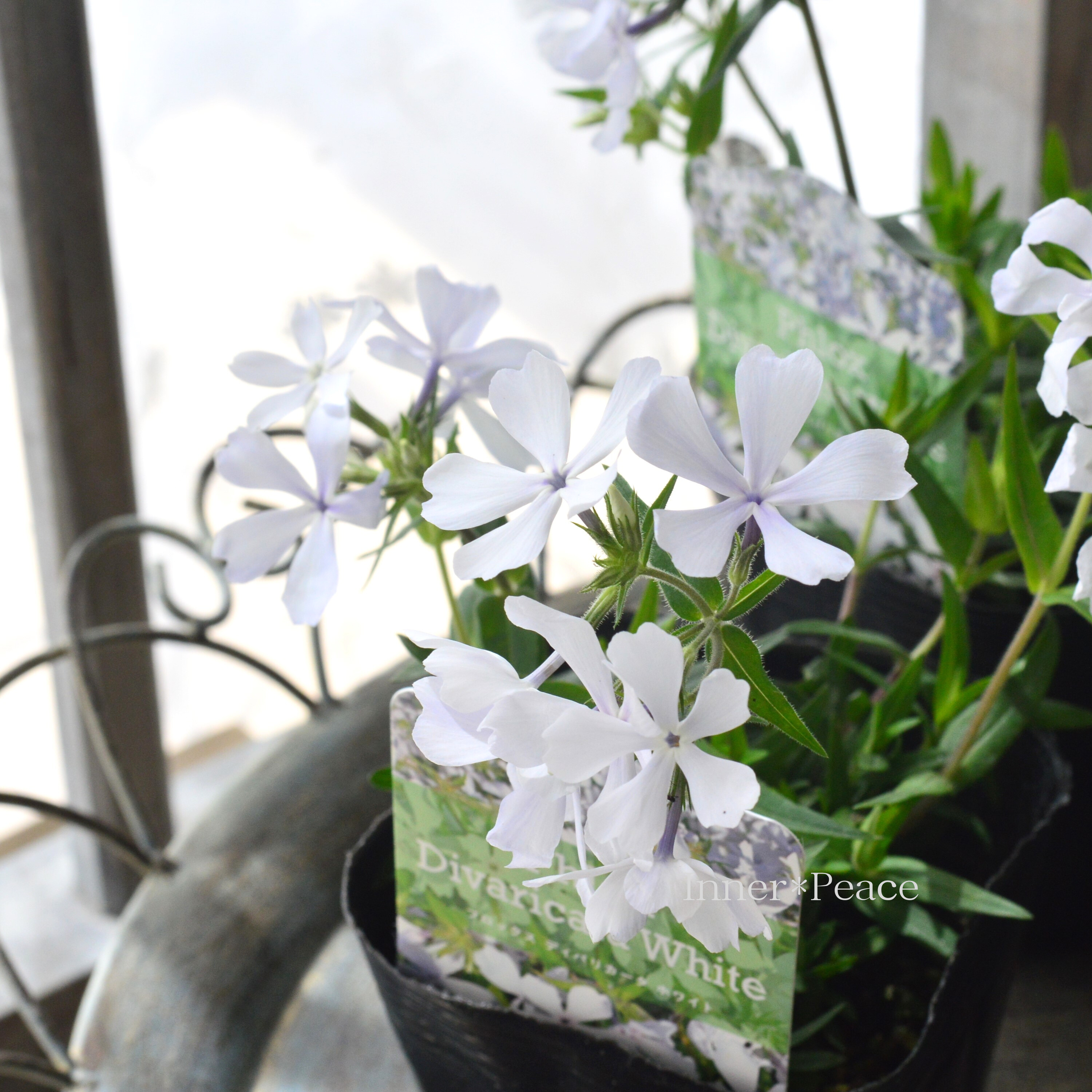 【宿根草】 フロックス 『ディバリガータ・ホワイトパフューム』 3寸POT