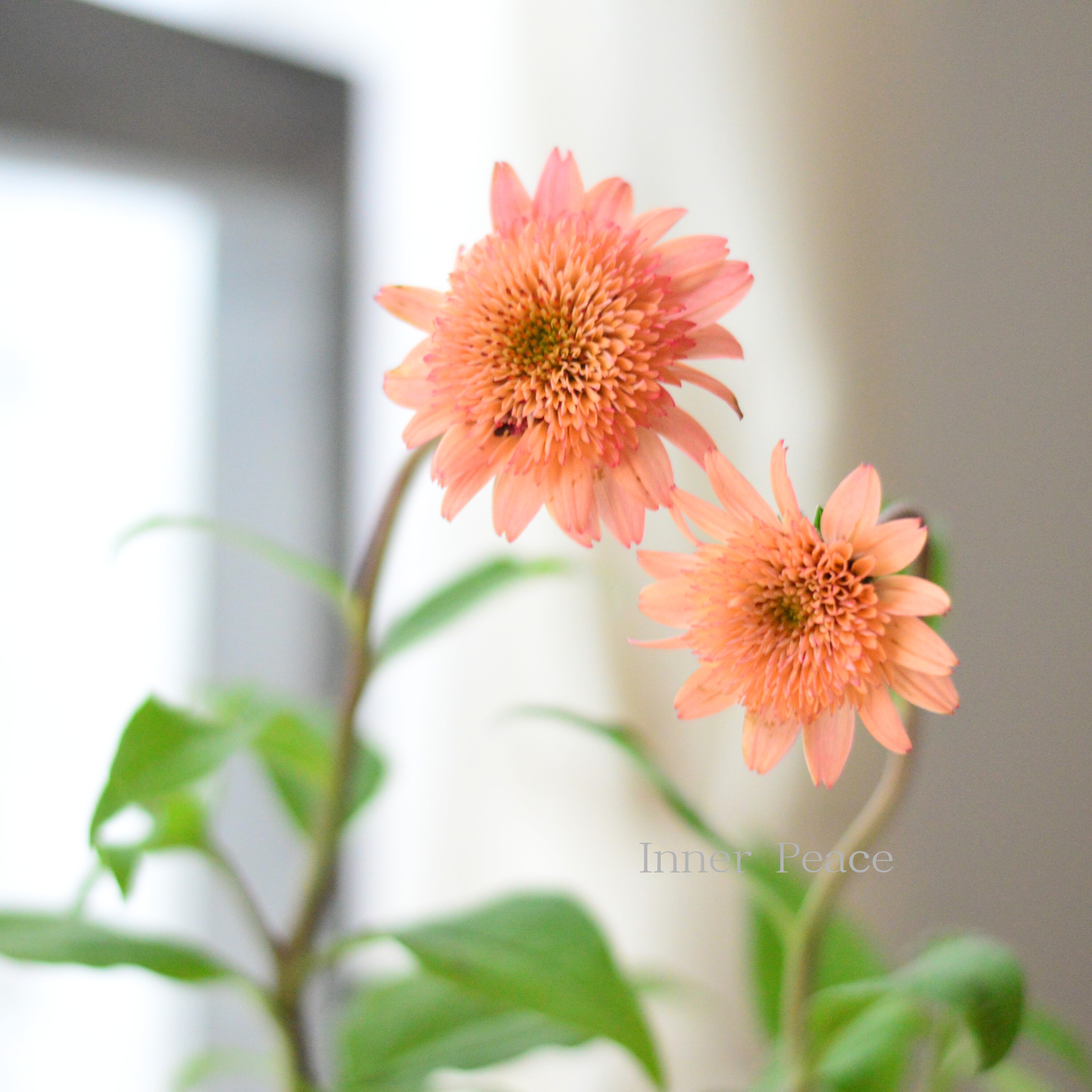 【暑さ寒さに強い】 エキナセア 『ラズベリートラッフル』 3.5寸ロングPOT