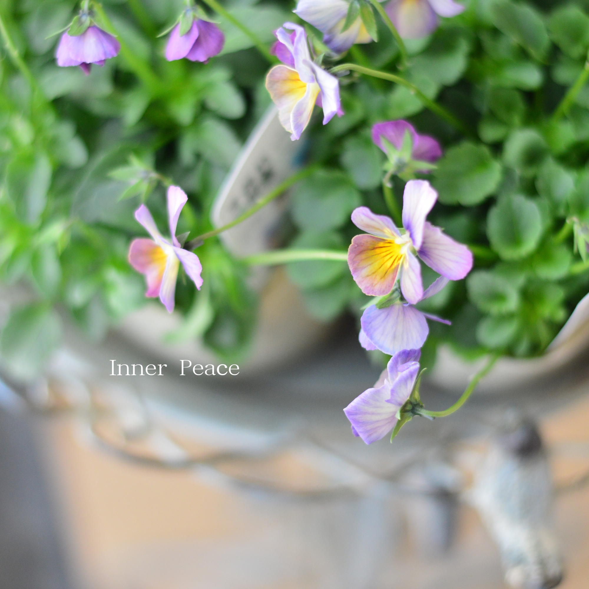 【希少】 おひとり様1苗限定 ビオラ 『すみれ図鑑・紫水』 3.5寸POT