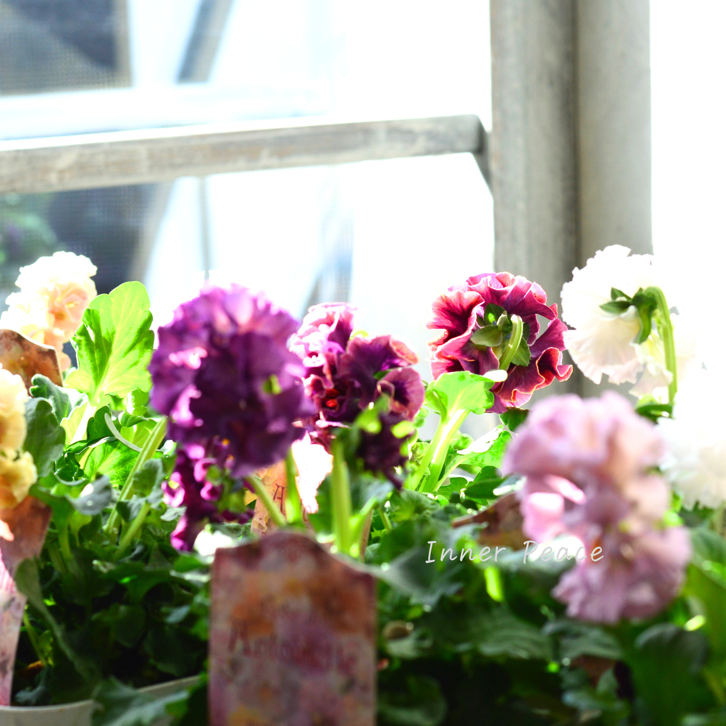 【サトウ園芸さん】 パンジー 『ローブ ドゥ アントワネット』 3.5寸POT