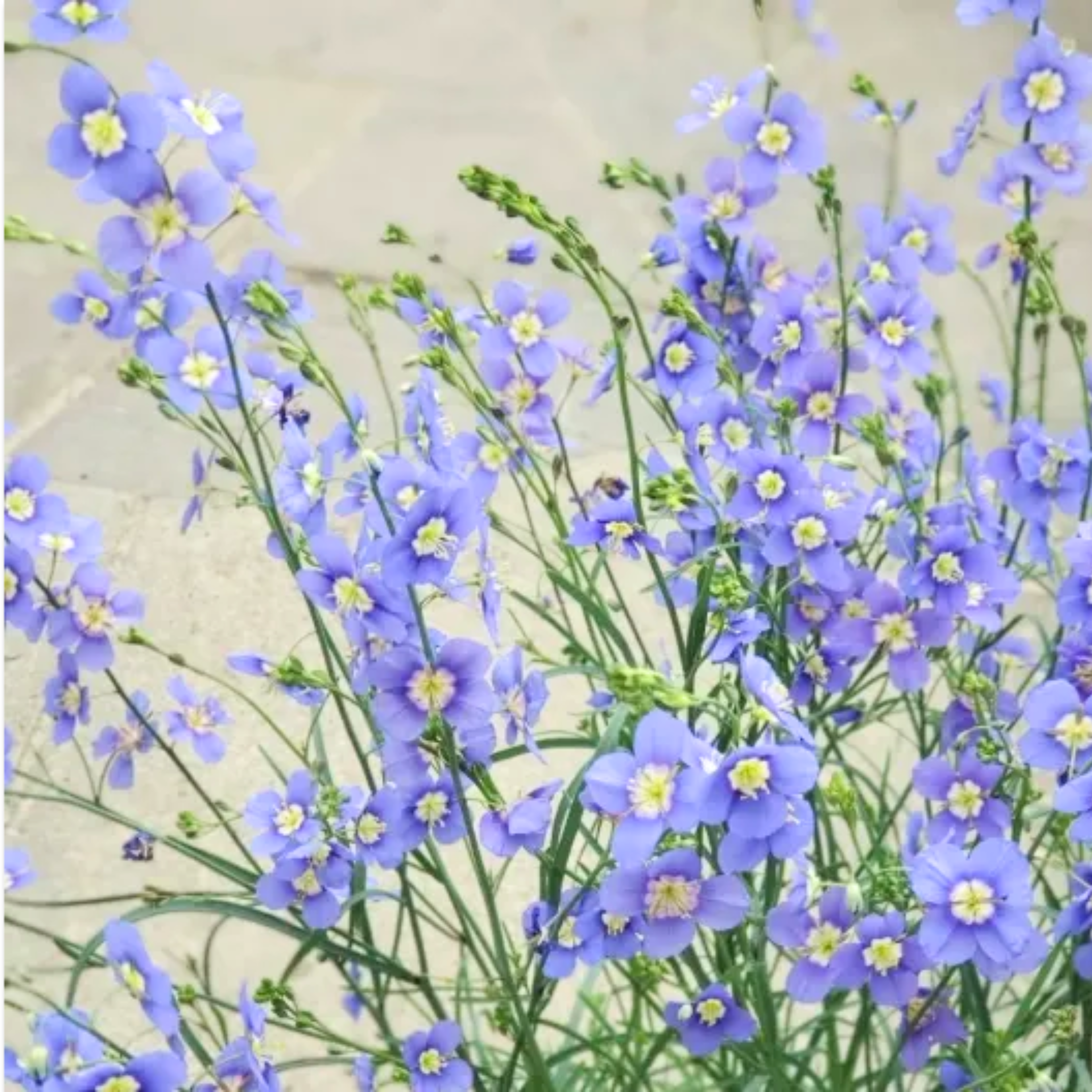 【見元園芸さん】 ヘリオフィラ 『ブルーインパルス』 3寸POT