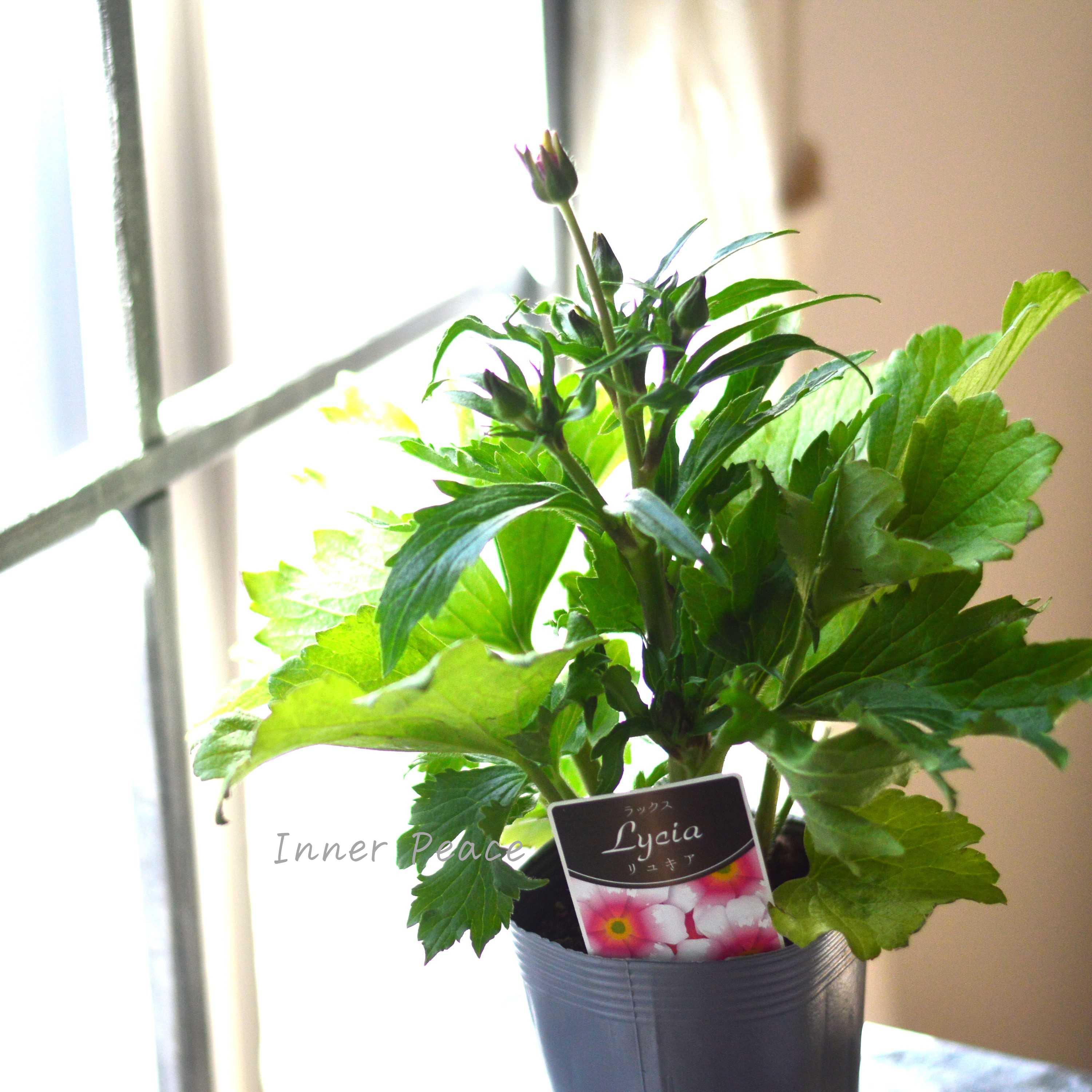 【美しい】 ラナンキュラス・ラックス 『リュキア』 3.5寸POT