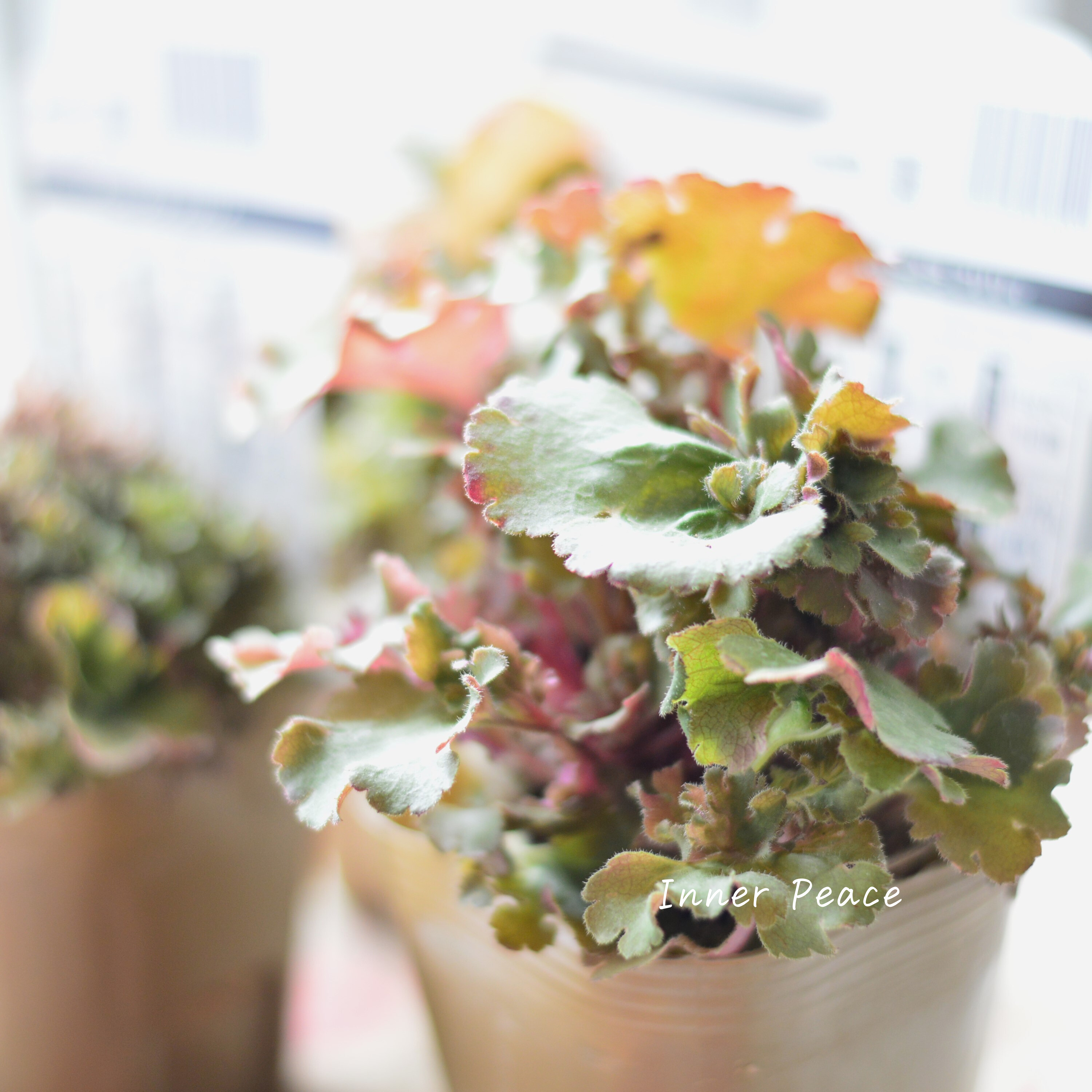 【NEW】 フリフリヒューケラ 『フリリィ』 3寸POT