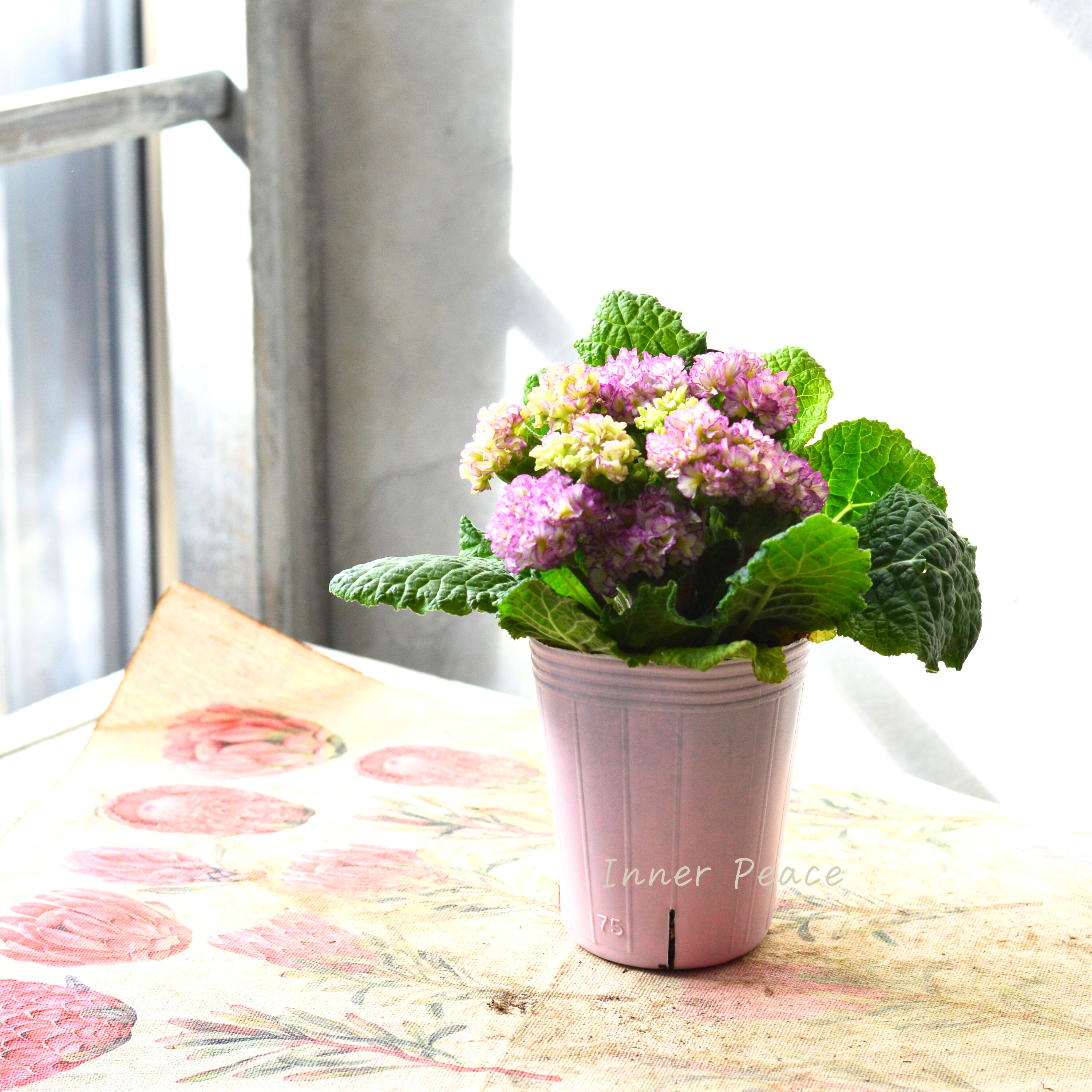 【k-plantsさん】 フリンジ咲き プリムラ 『ポンポンラパン・薄パープルミックス系』 2.5寸ロングPOT