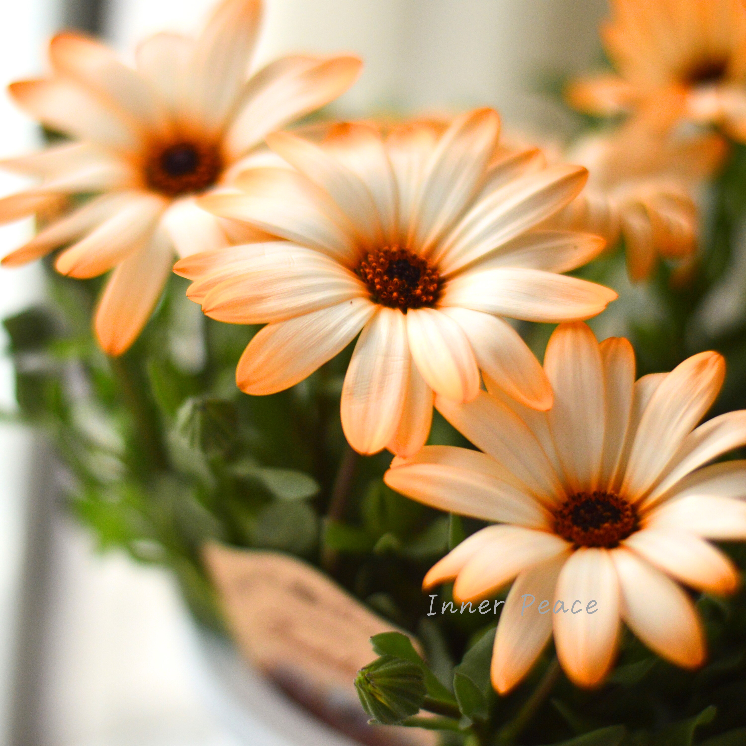 【春色】 ディモルフォセカ 『パステリーナ・オレンジ系』 4寸プラ鉢