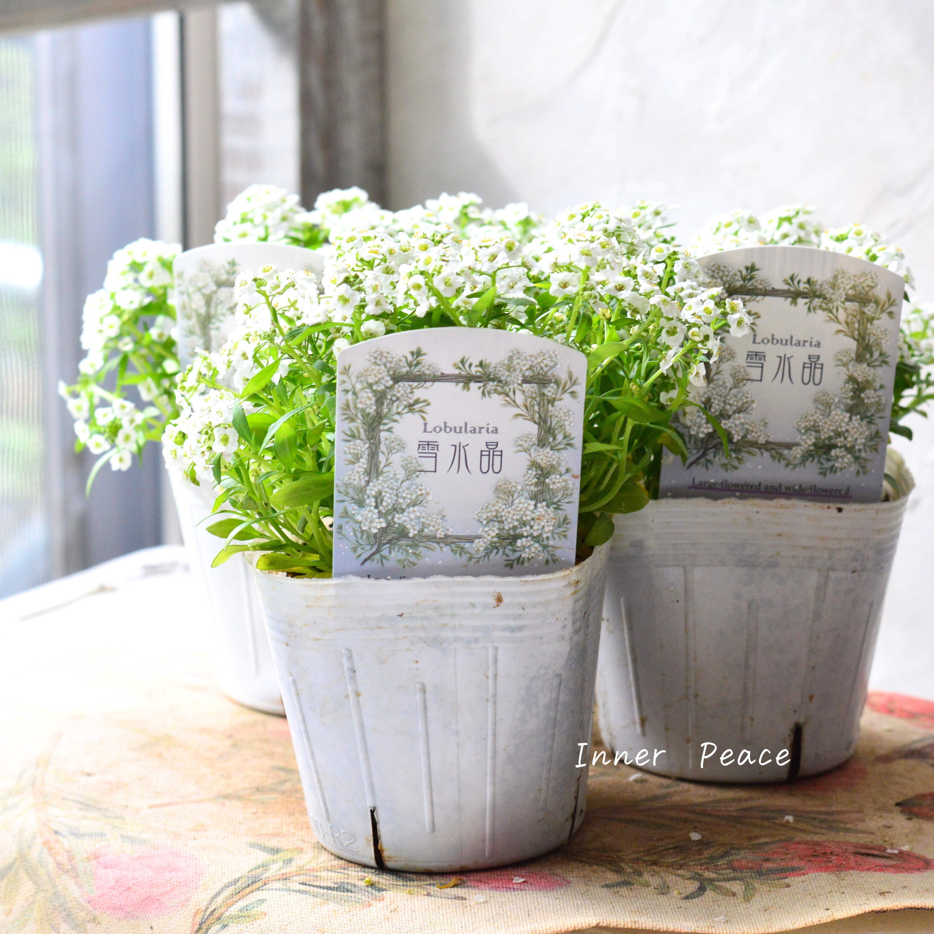 【大輪】 スイートアリッサム 『雪水晶』 3.5寸POT