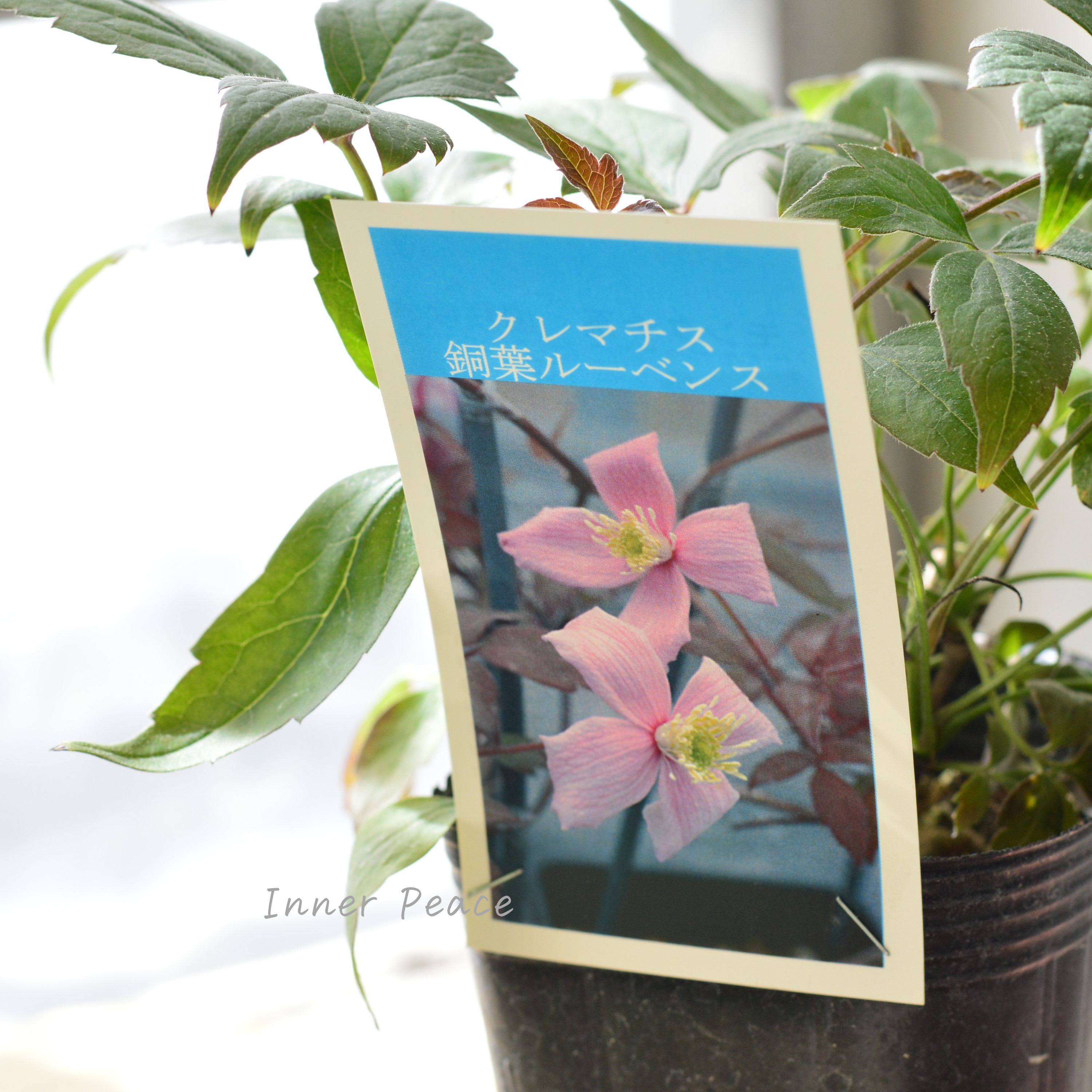 【及川フラグリーンさん】 クレマチス モンタナ系 『銅葉ルーベンス』 3寸POT