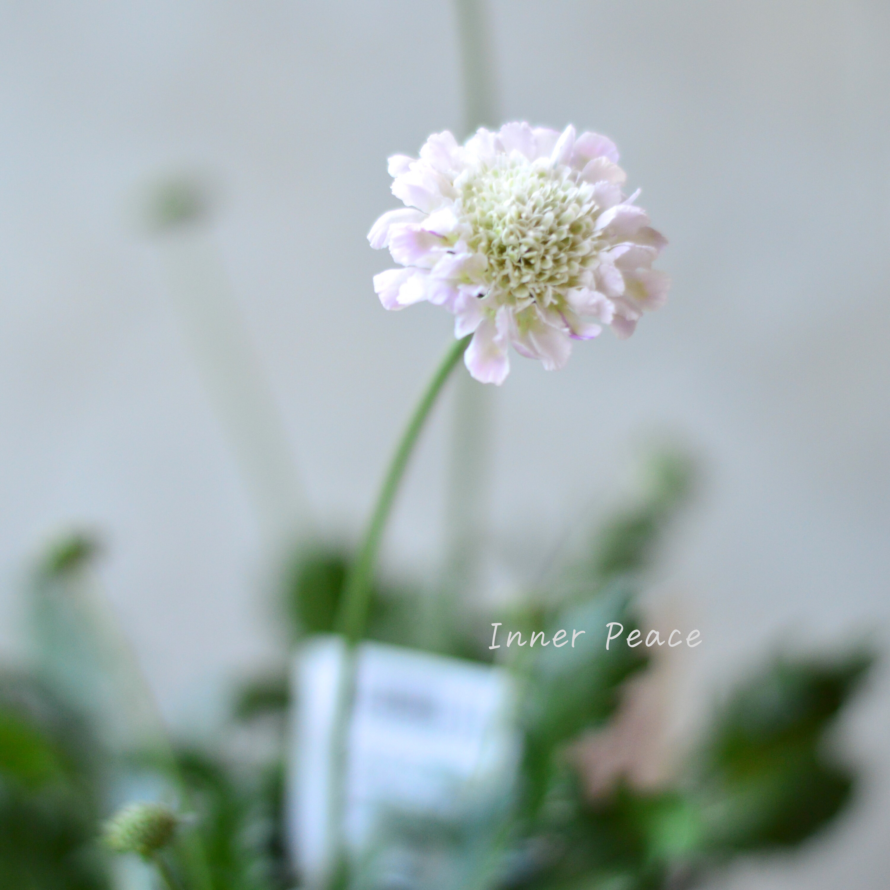 【美しい】 スカビオサ 『白ときどき桃』 3寸POT