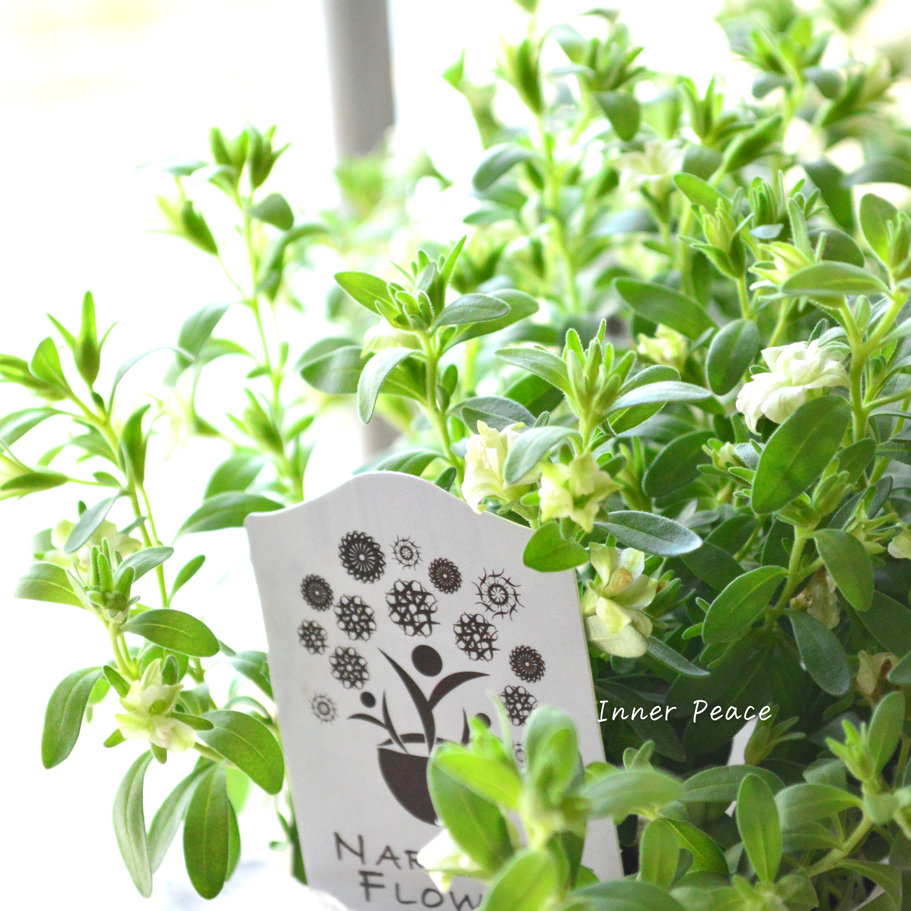 【ナラフラさん】 八重咲きカリブラコア 『グリーン』 3寸ロングPOT