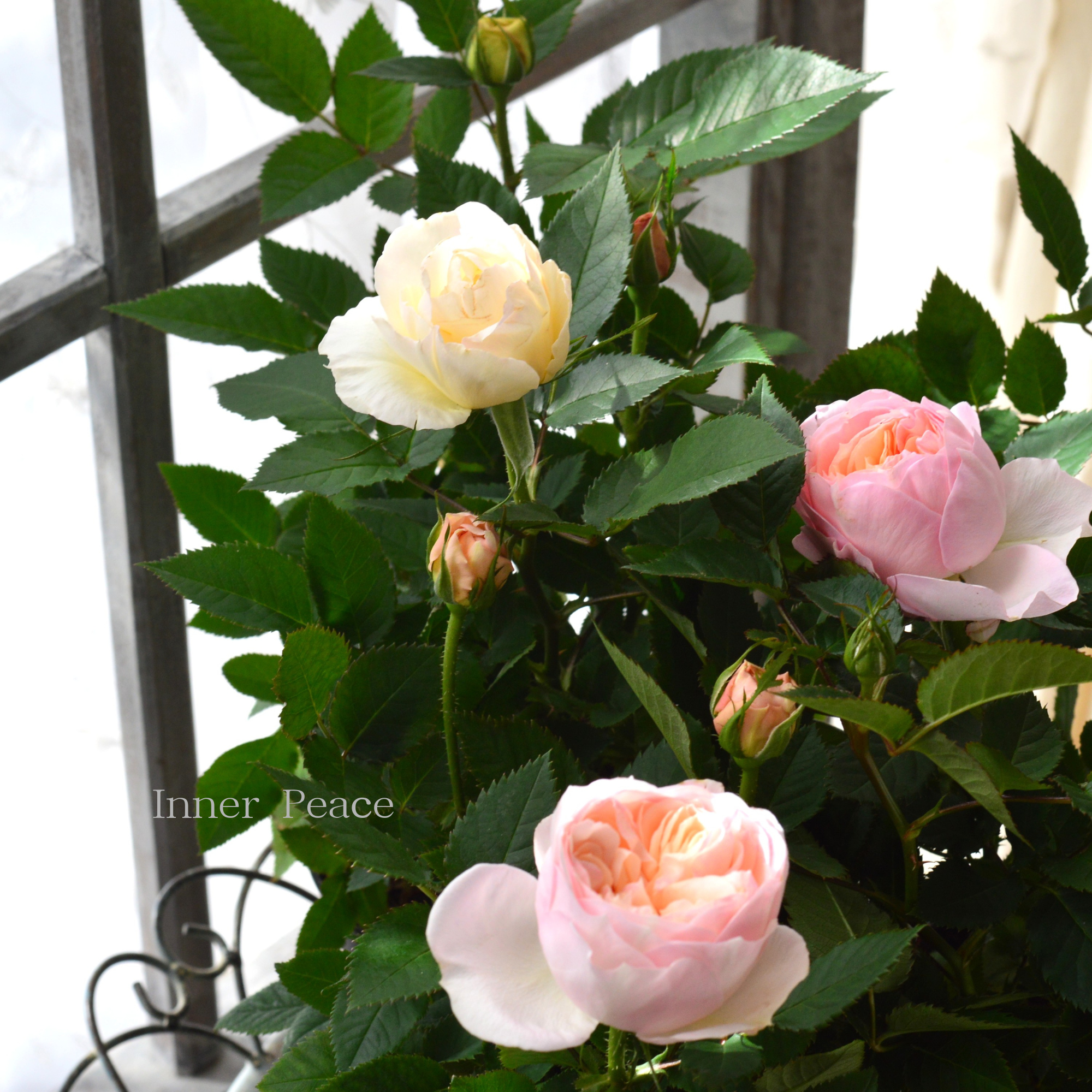 【大輪】 ミニ薔薇 『フジサン・フォーエバー』 4寸プラ鉢