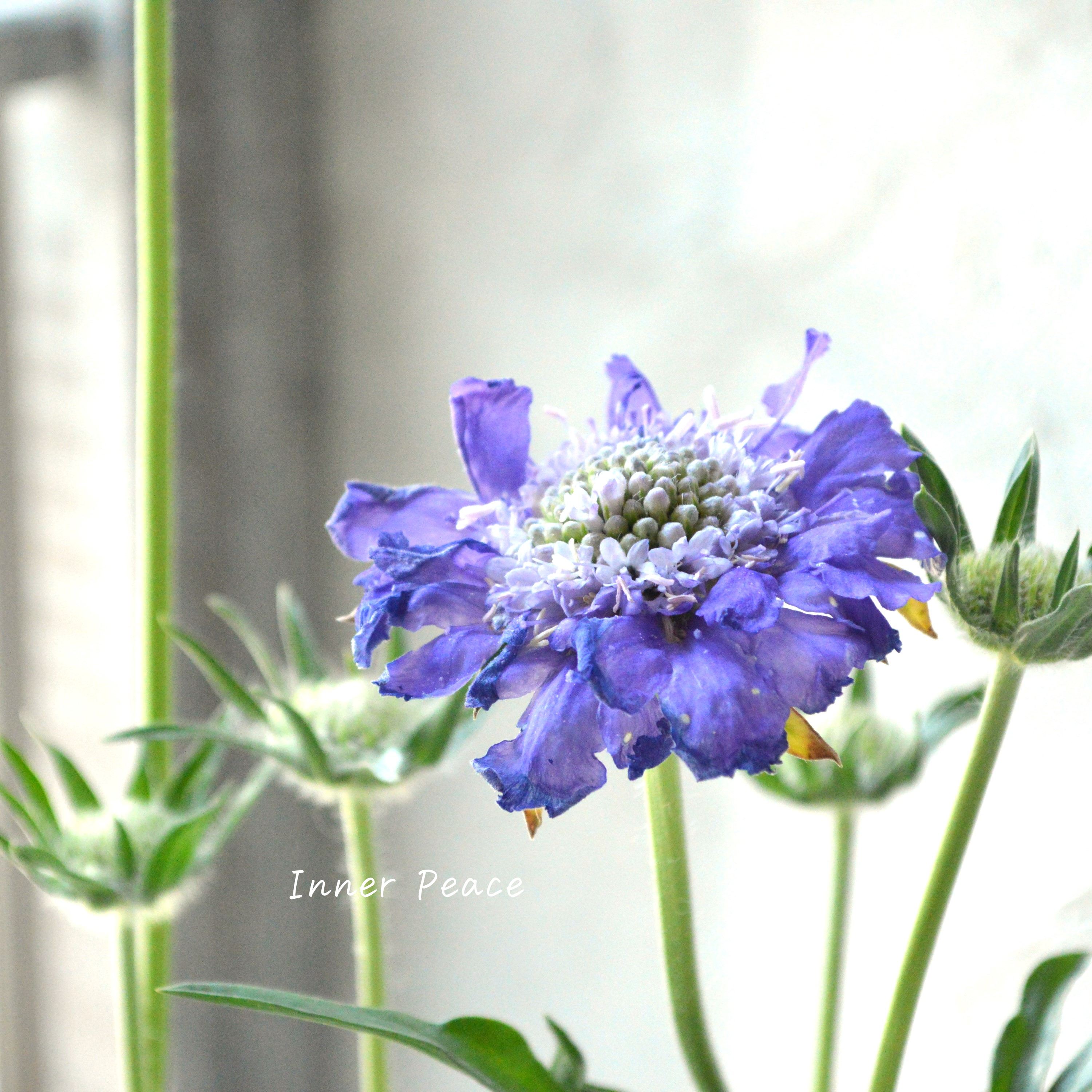 【大輪】 スカビオサ 『ファーマ・ブルー』 3.5寸POT