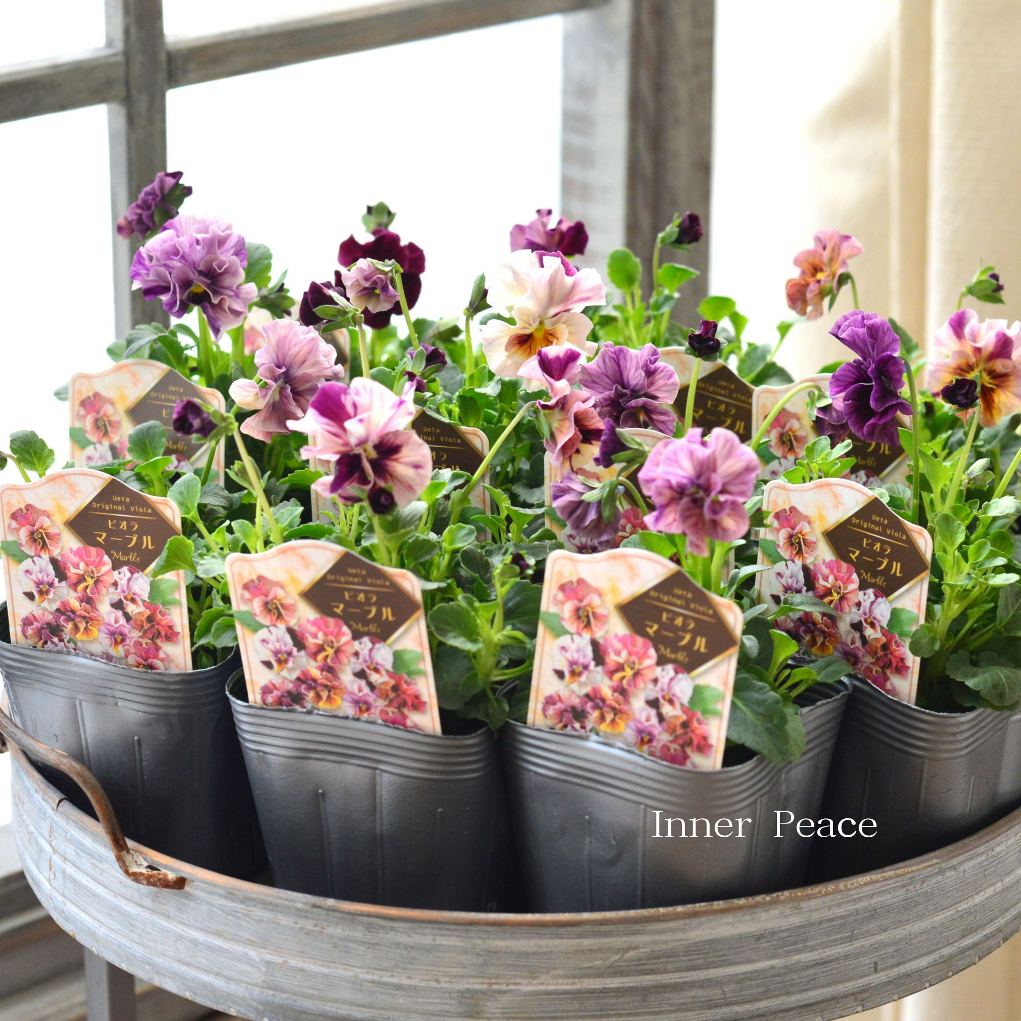 【うえたさん育種】 ビオラ 『マーブル』 3.5寸POT