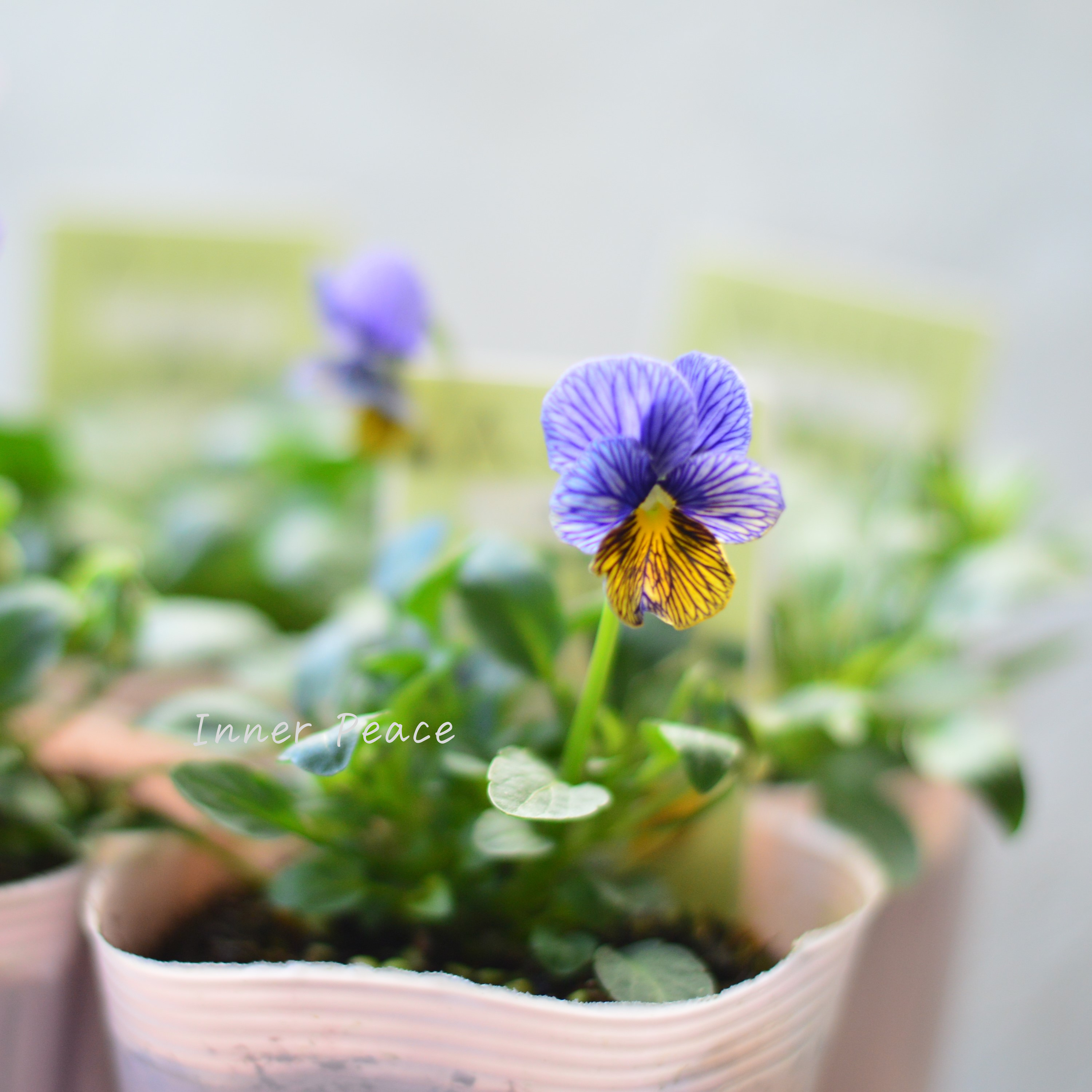 【石村あさみさん育種】 ビオラ 『A-STORY・流星』 3.5寸POT