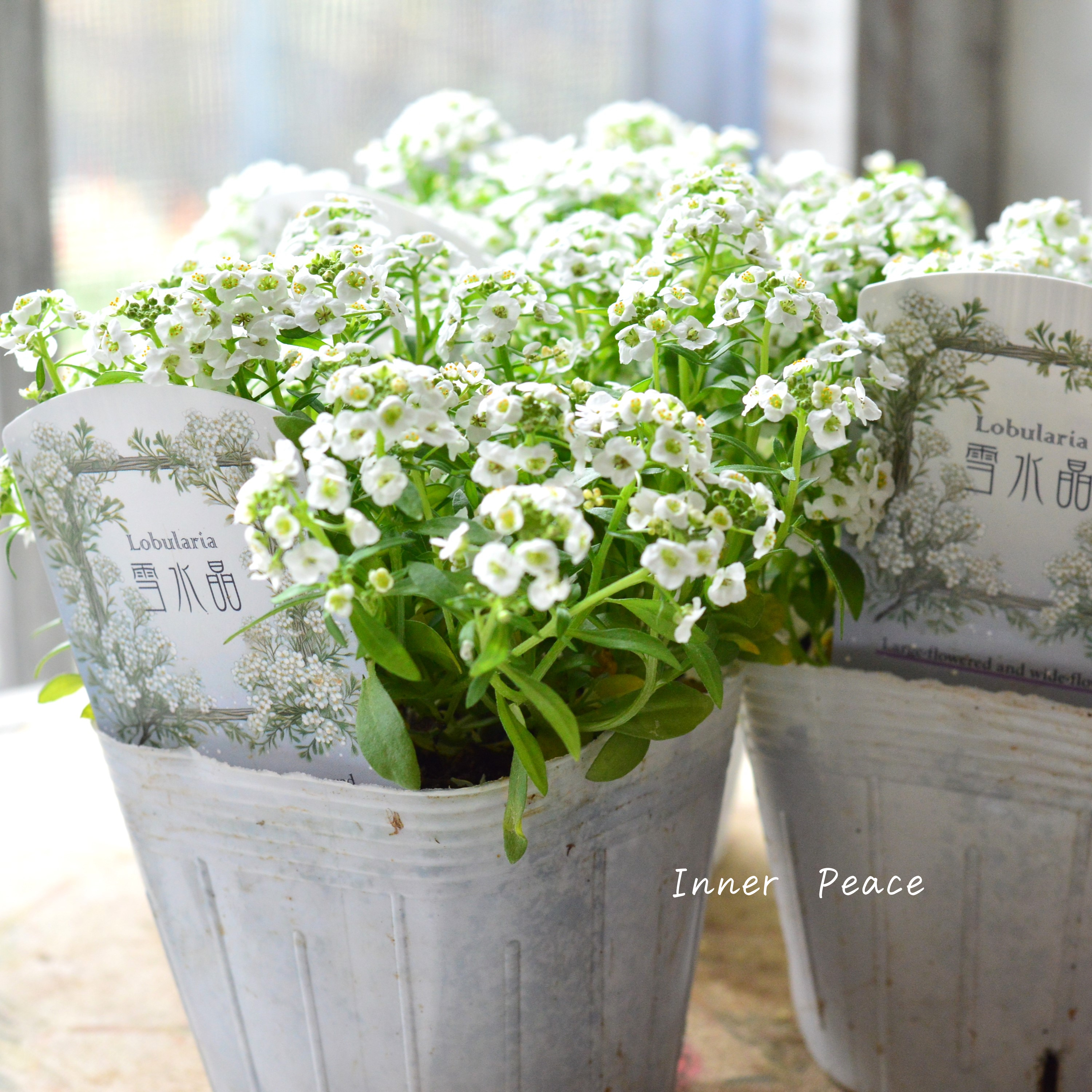 【大輪】 スイートアリッサム 『雪水晶』 3.5寸POT