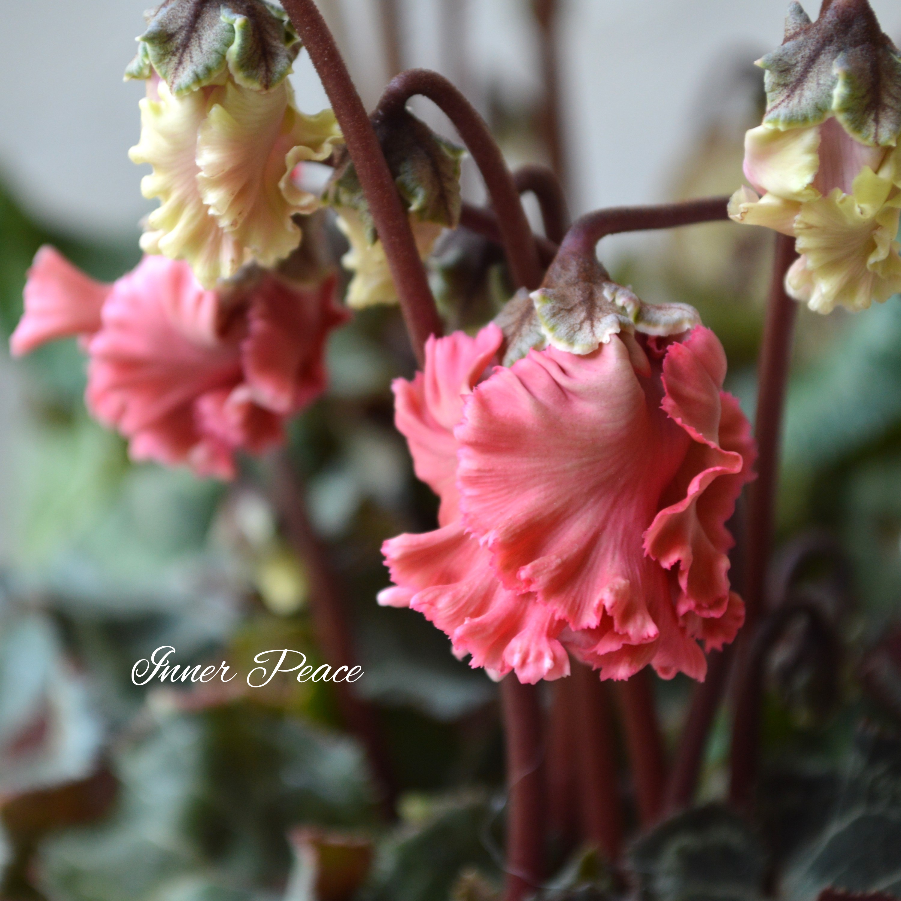 【希少】 ガーデンシクラメン 『森の妖精・アンティーク』 3寸ロング硬質POT