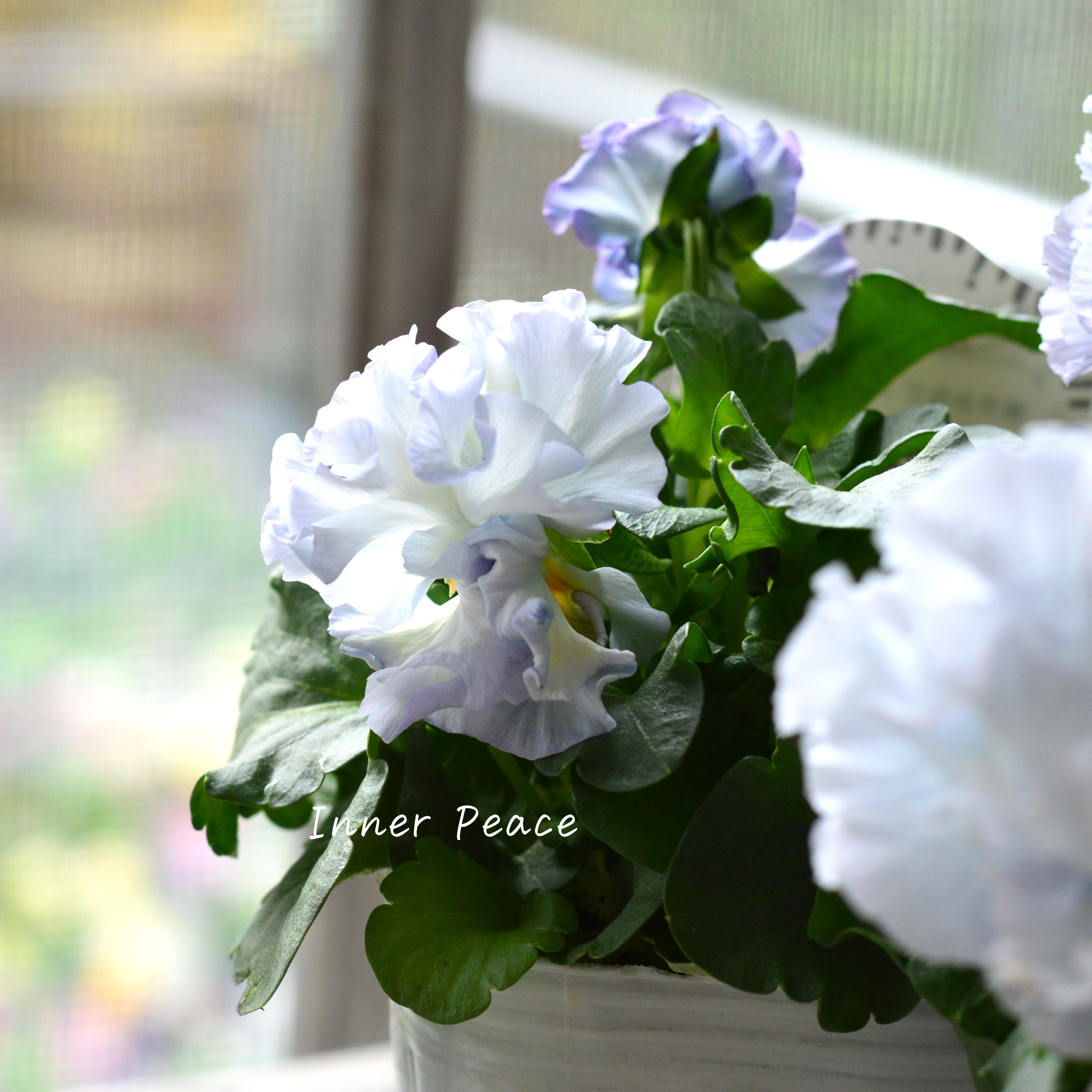 【湘南Berryさん】 フリルパンジー 『シュガーボンボン・ブルー系』 3寸POT