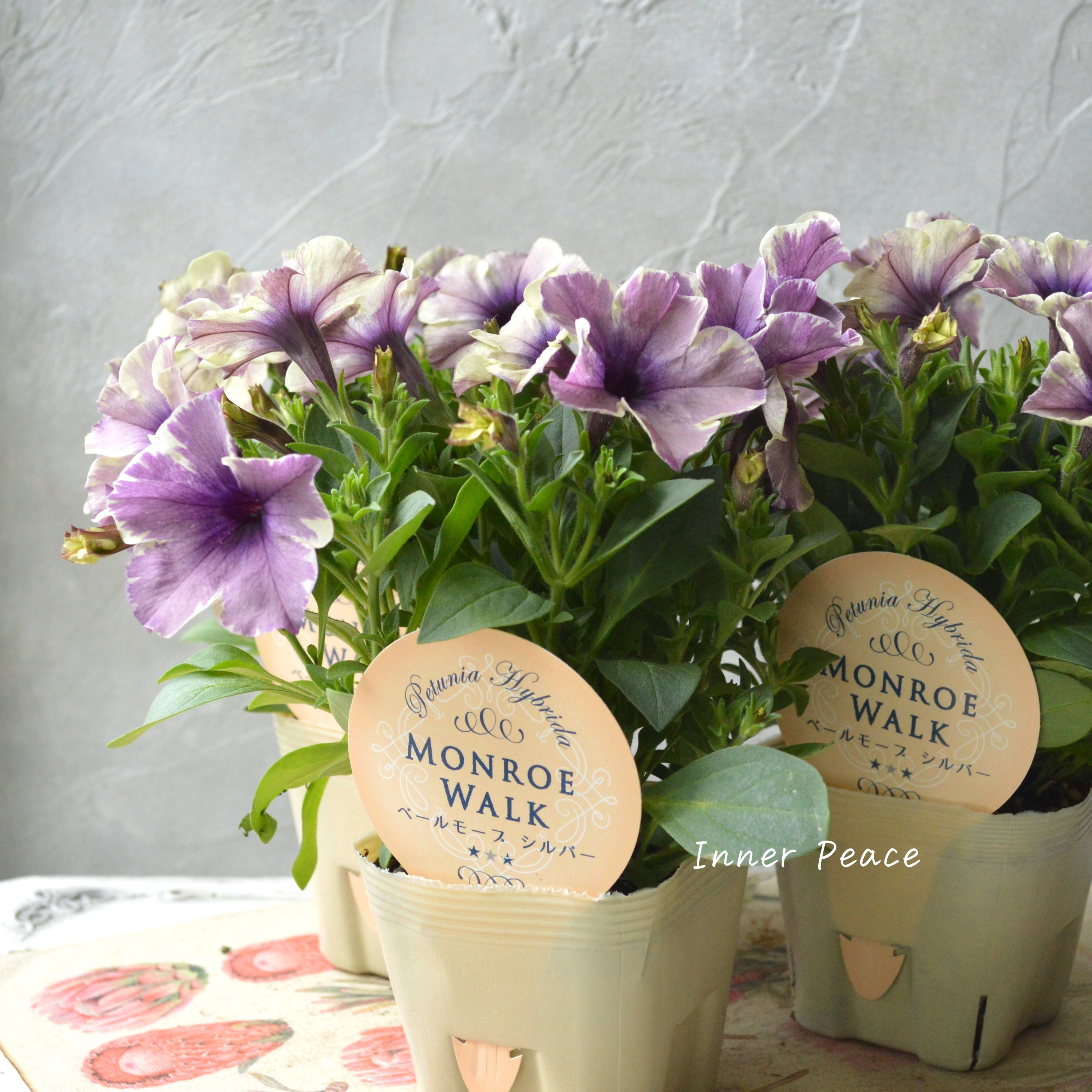 【花芳さんオリジナル】 ペチュニア 『モンローウォーク・ベールモーブシルバー』 3.5寸POT