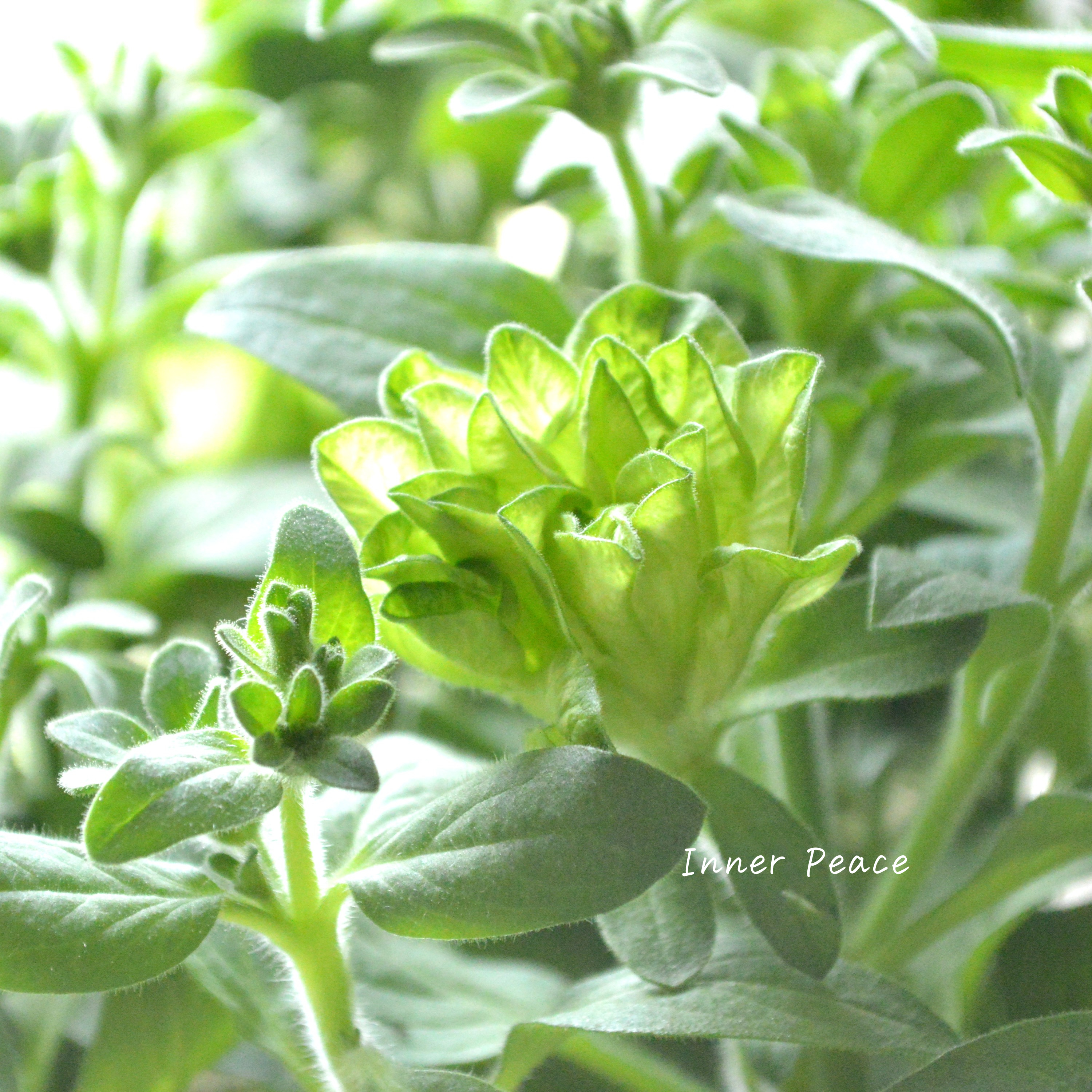 【ガルテン湘南さん】 ペチュニア 『湘南ヴェルデ』 3.5寸POT