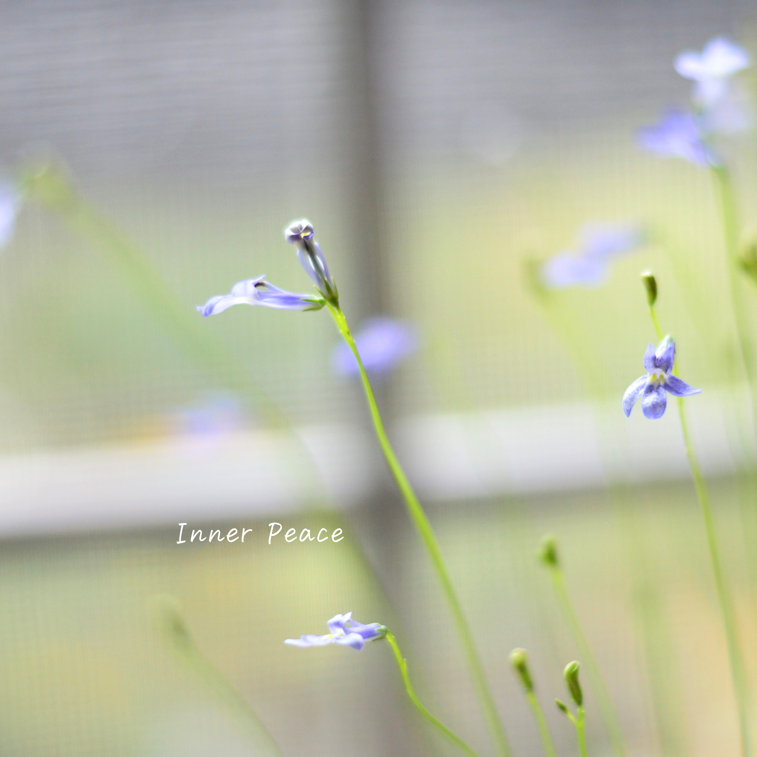 【開花期が長い】 ロベリア 『パラシオンブルー』 3寸POT