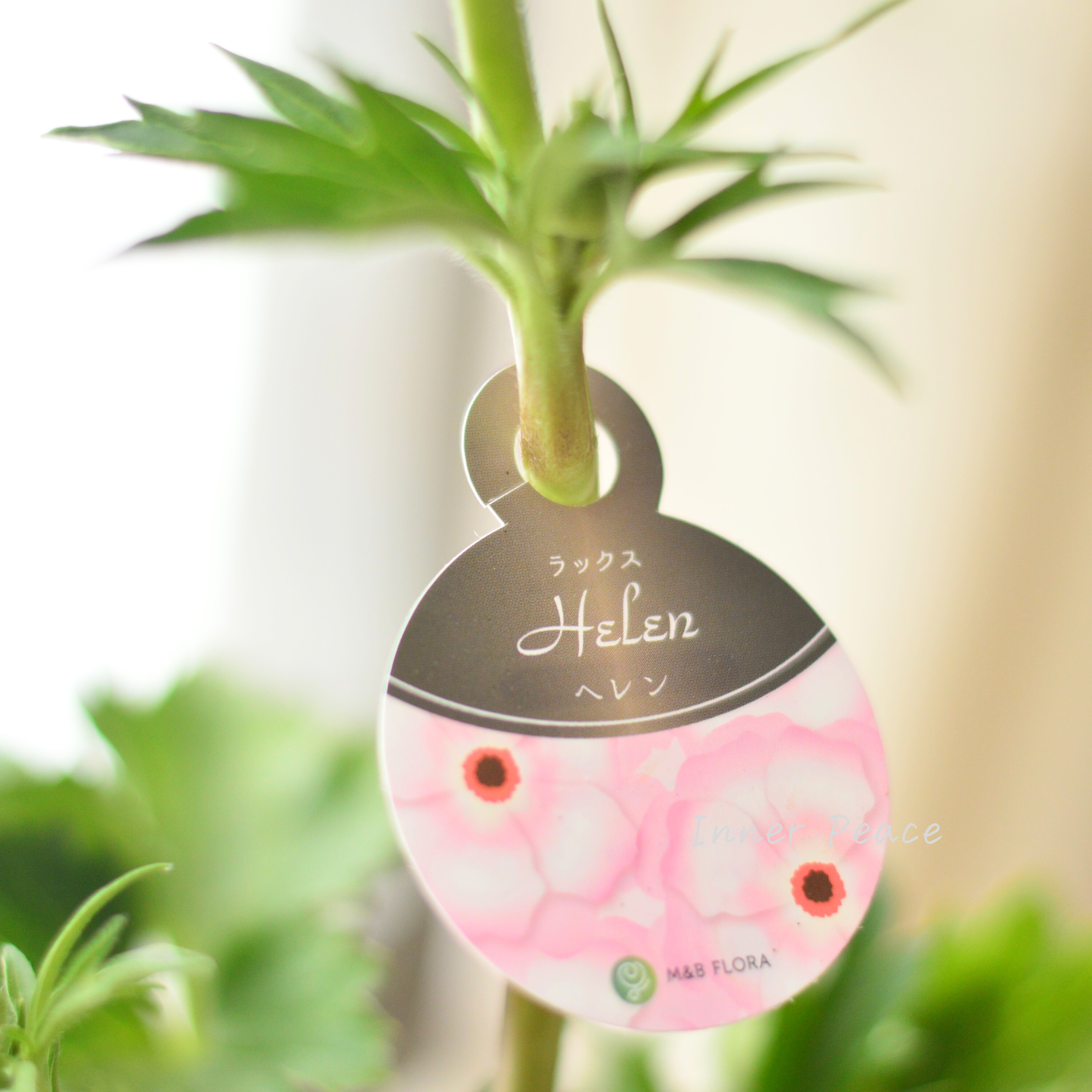 【美しい】 ラナンキュラス・ラックス 『ヘレン』 4寸POT