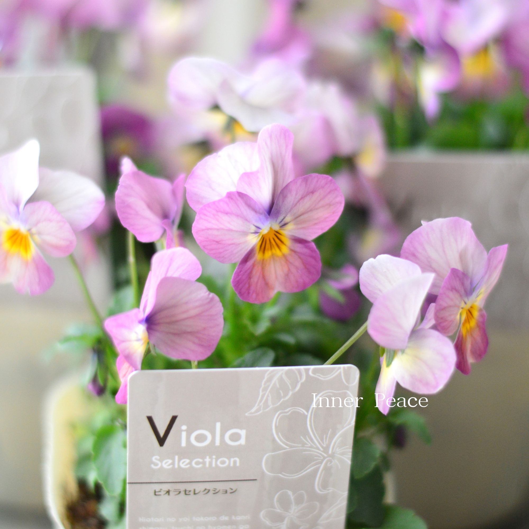 【かわいい】 ビオラ 『ピーチ』 3.5寸POT