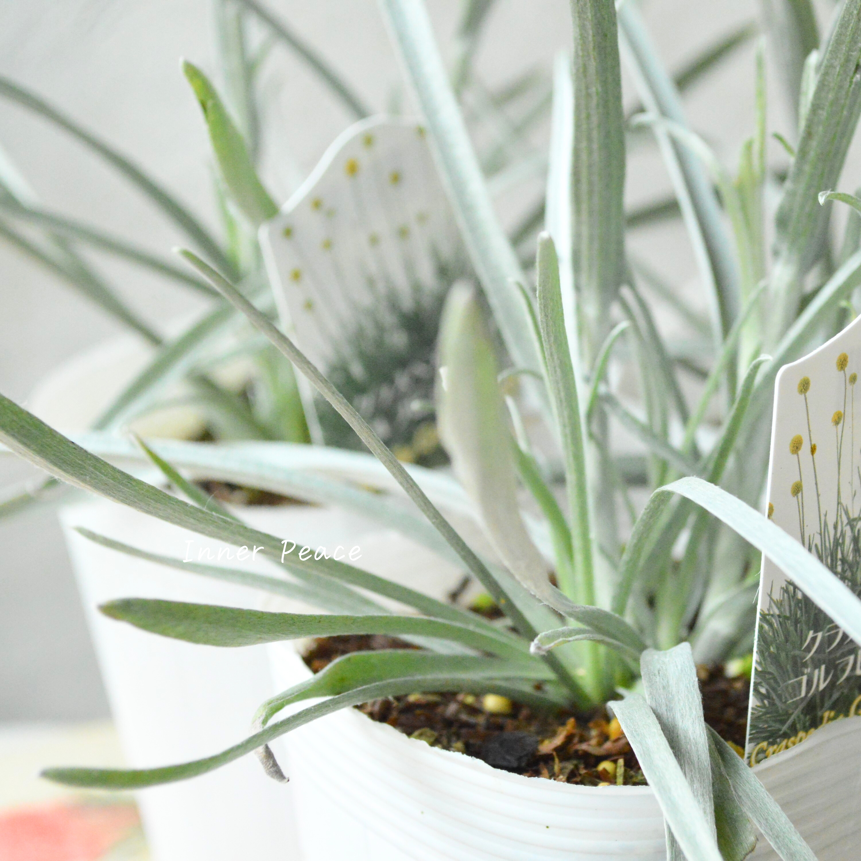 【個性的】 クラスペディア 『ゴルフビューティー』 3.5寸POT