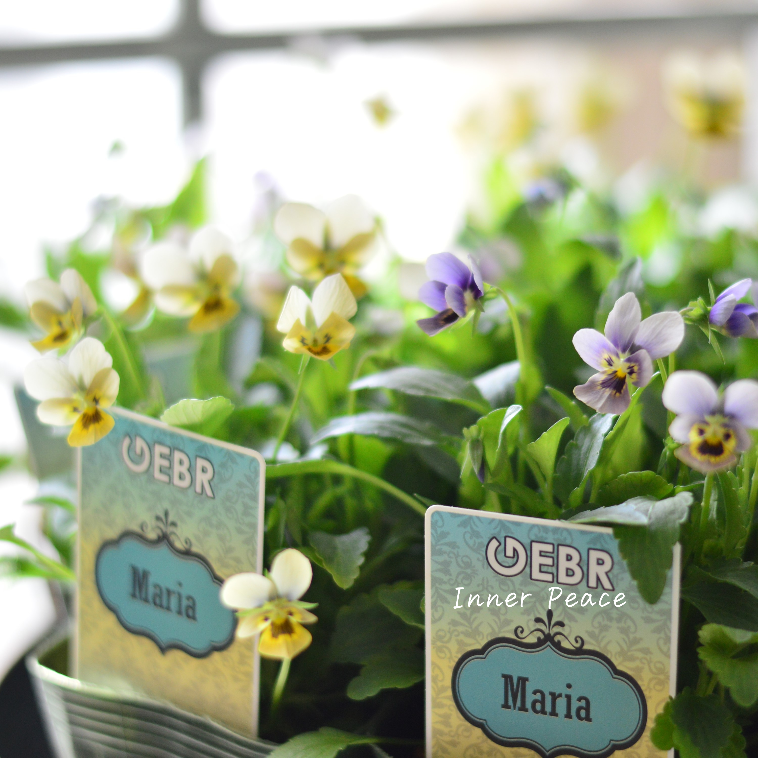 【ゲブラさん】 小輪ビオラ 『マリア』 3.5寸POT