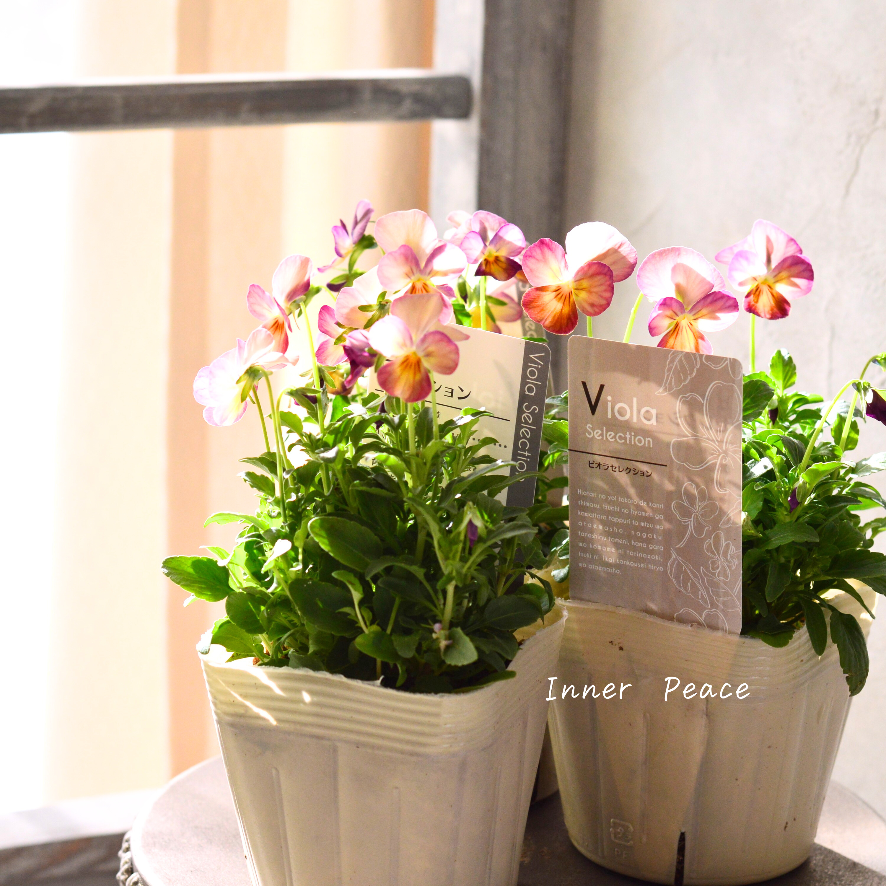 【かわいい】 ビオラ 『ピンクアンティーク』 3.5寸POT