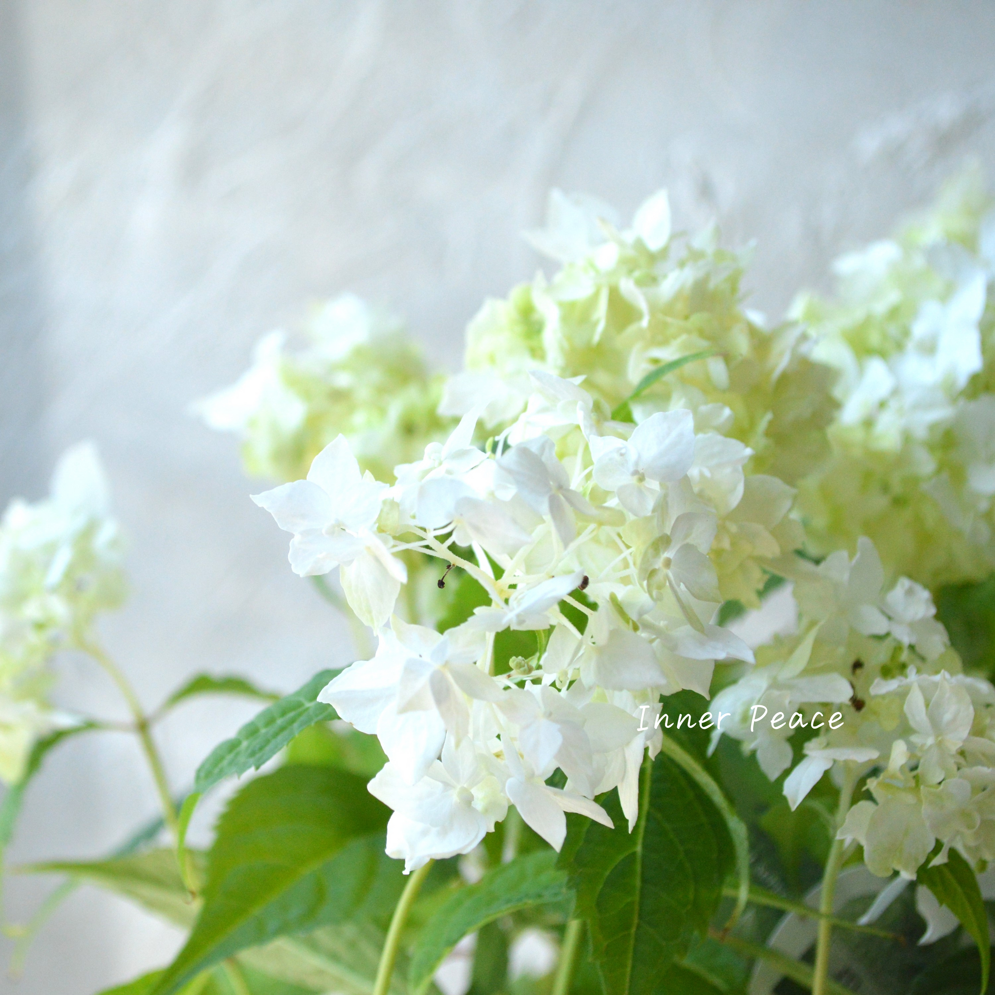 紫陽花の花冠と花びらバッグ 紫のバラと紫陽花のプリザーブドフラワーバッグアレンジ（クリア