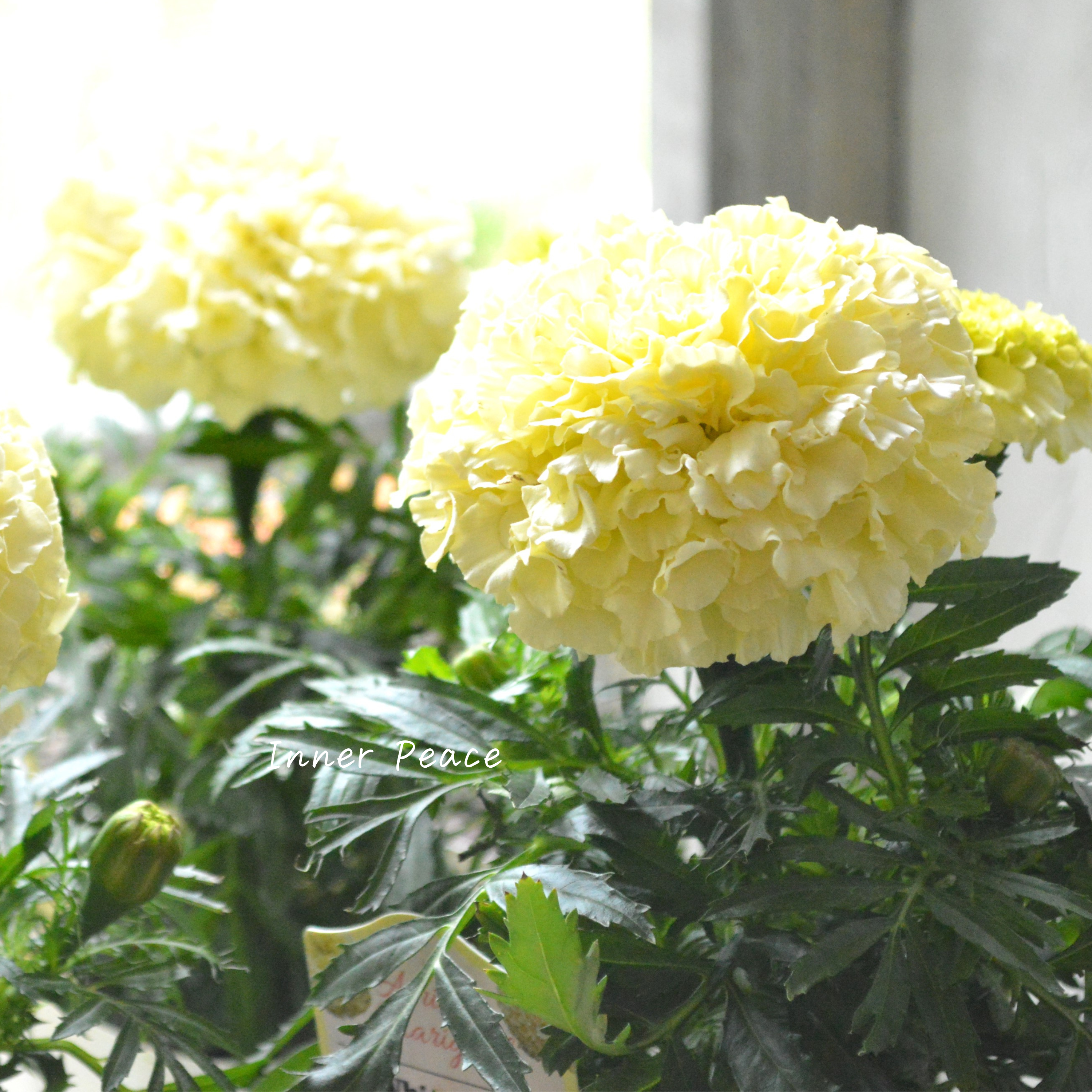 【かわいい】 マリーゴールド 『ホワイトゴールド』 3.5寸POT