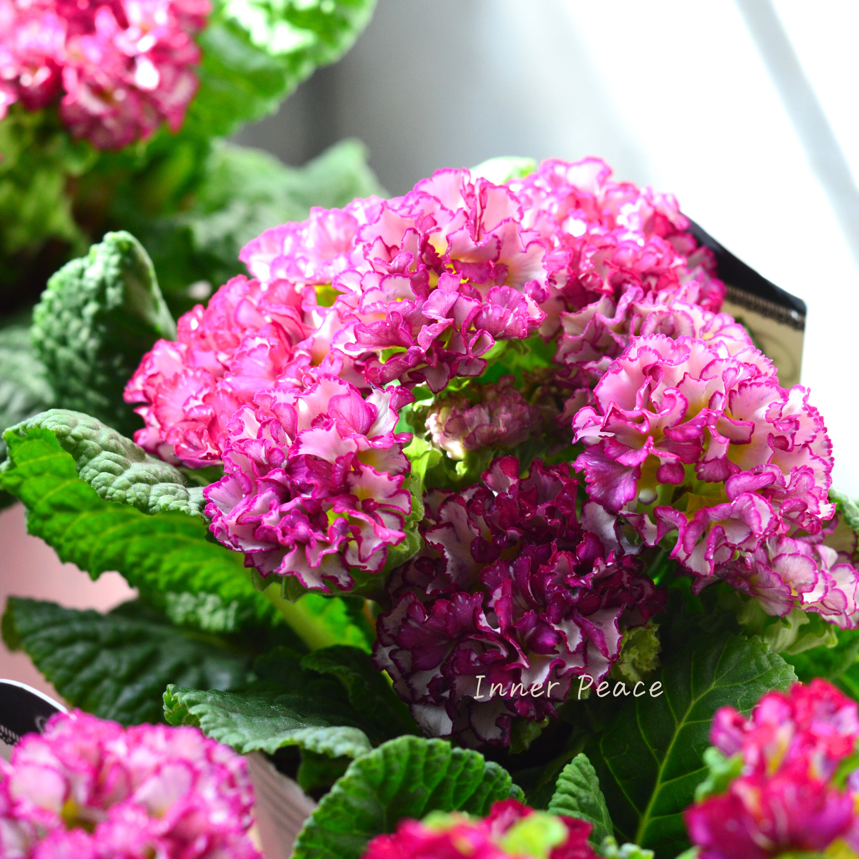 【k-plantsさん】 フリンジ咲き プリムラ 『ポンポンラパン・ピンクレッド系』 2.5寸ロングPOT