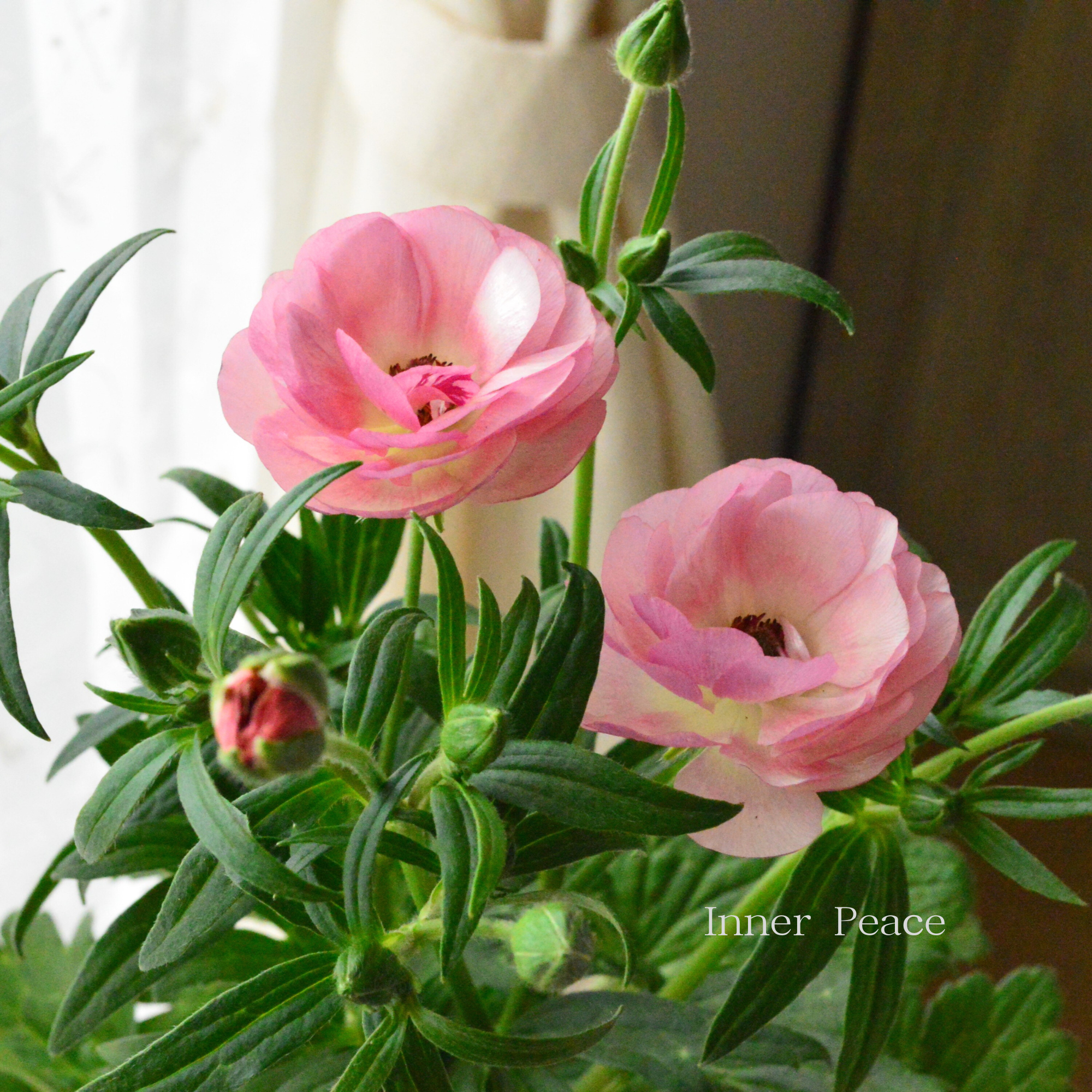 【美しい】 ラナンキュラス・ラックス 『ヴィーナス』 4寸POT