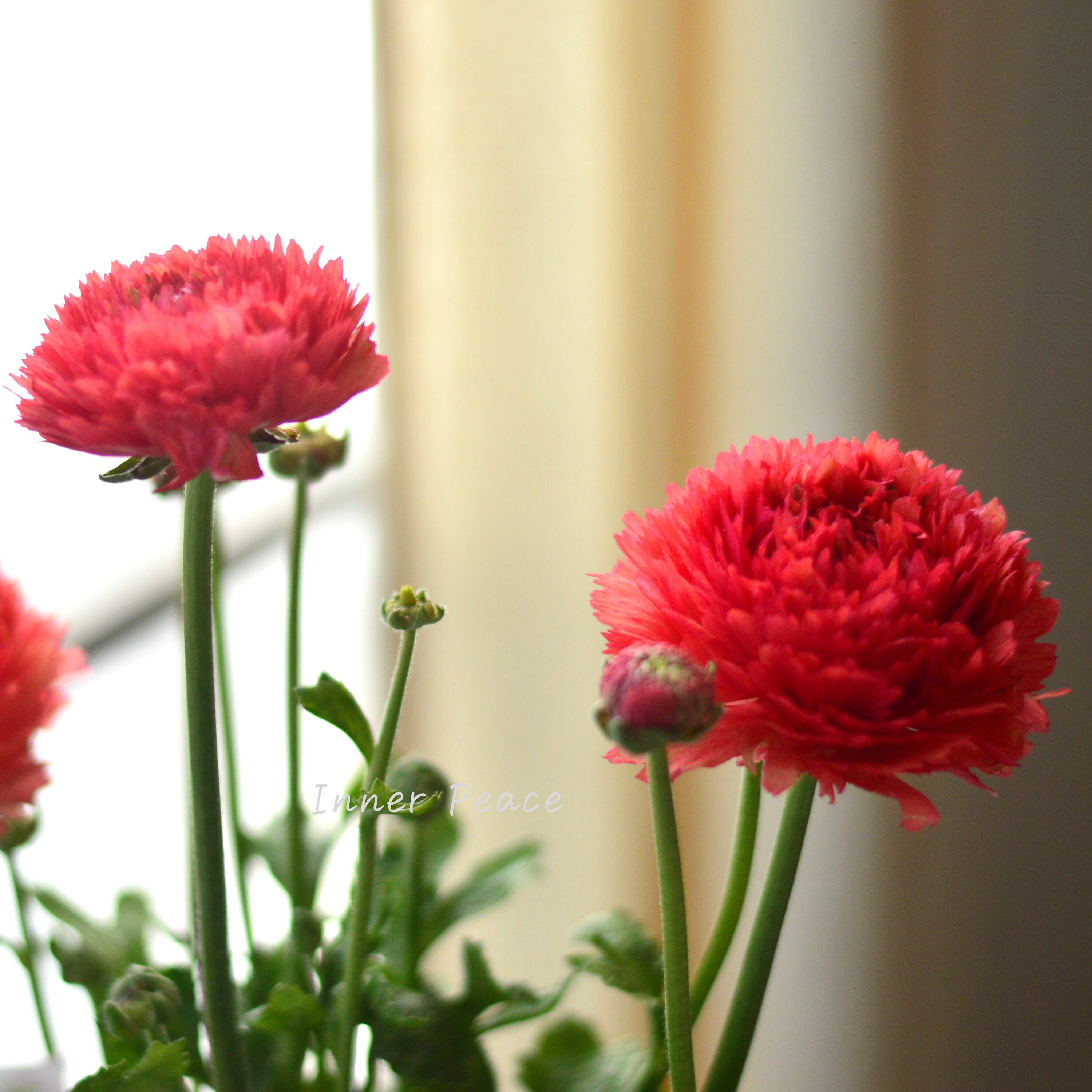 【希少】 ラナンキュラス・ポンポン 『ミネルバ』 5号鉢