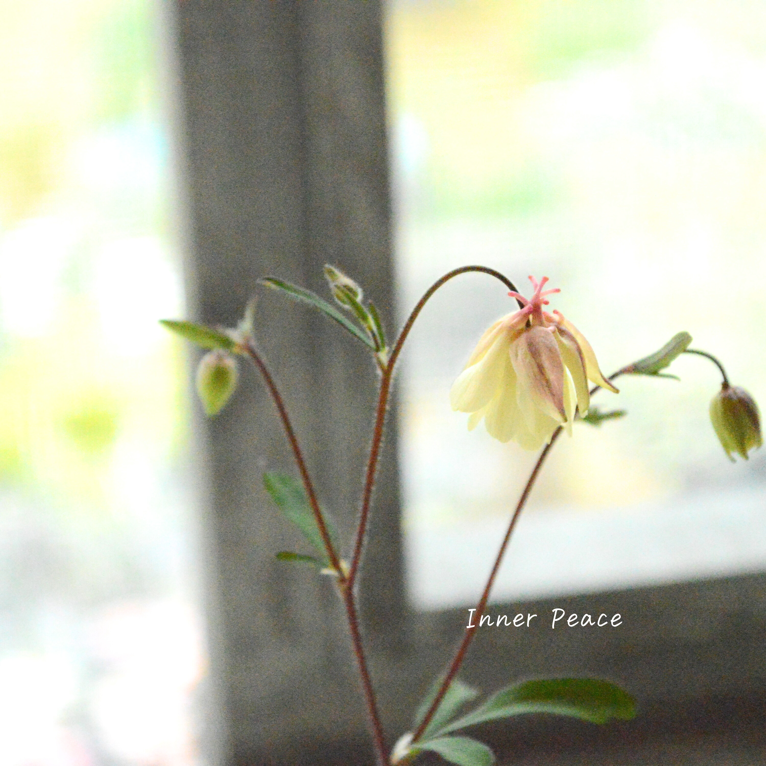 【八重咲き】 風鈴オダマキ 『桃かさね』 3寸POT