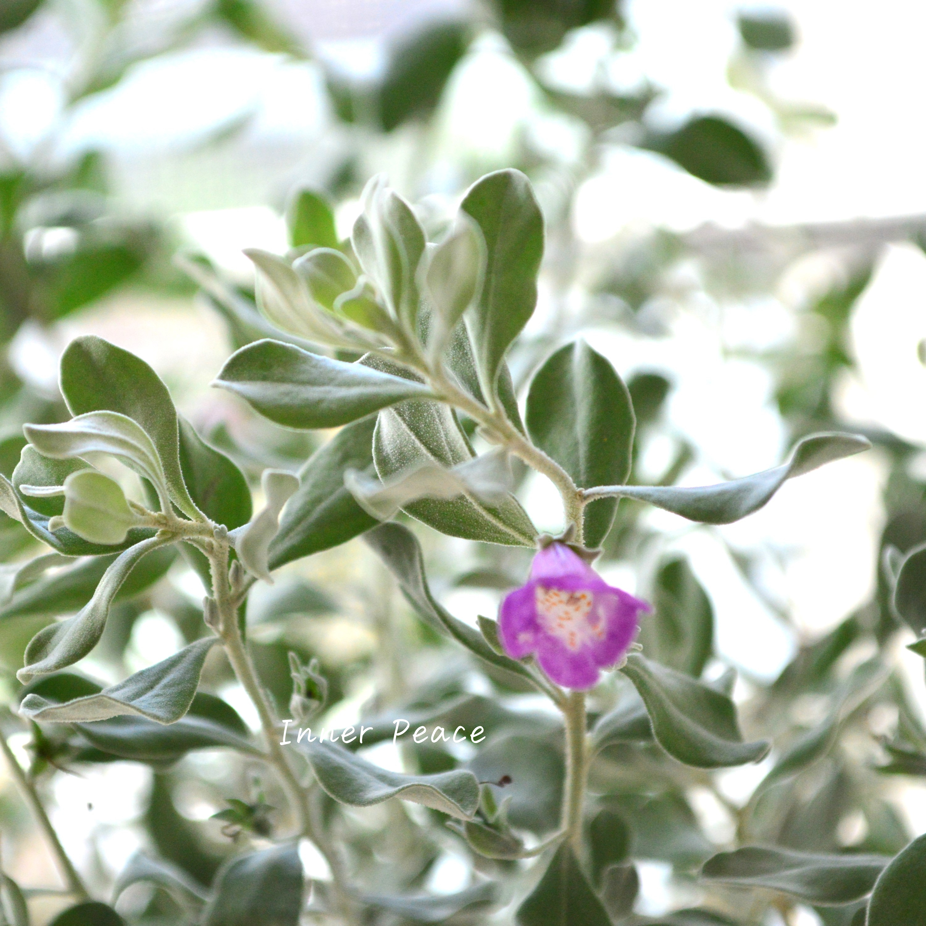 【シルバーリーフ】 レウコフィルム 『フルテスケンス』 3寸ロングPOT