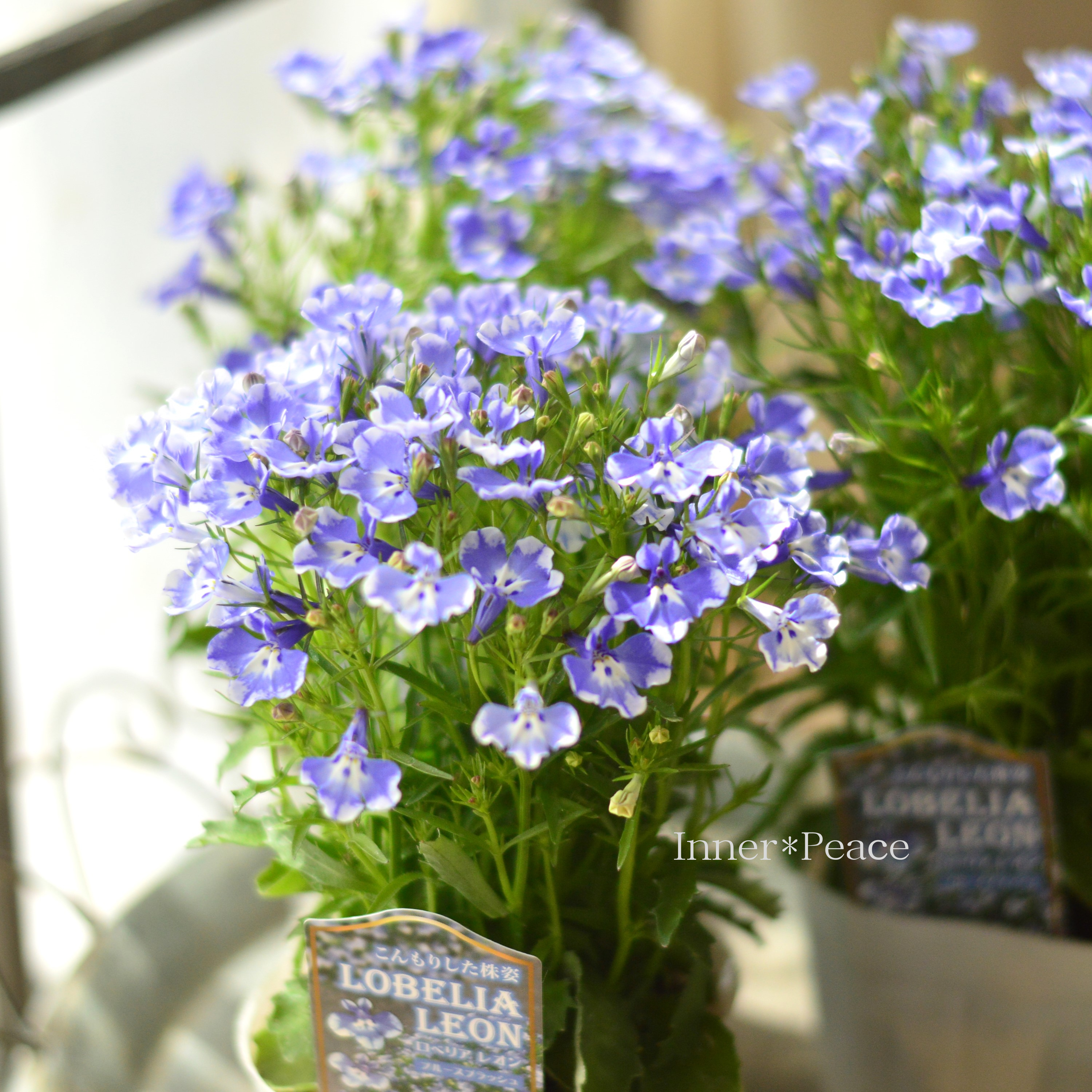 【栄養系】 ロベリア 『レオン・ブルースプラッシュ』 3寸~3.5寸POT