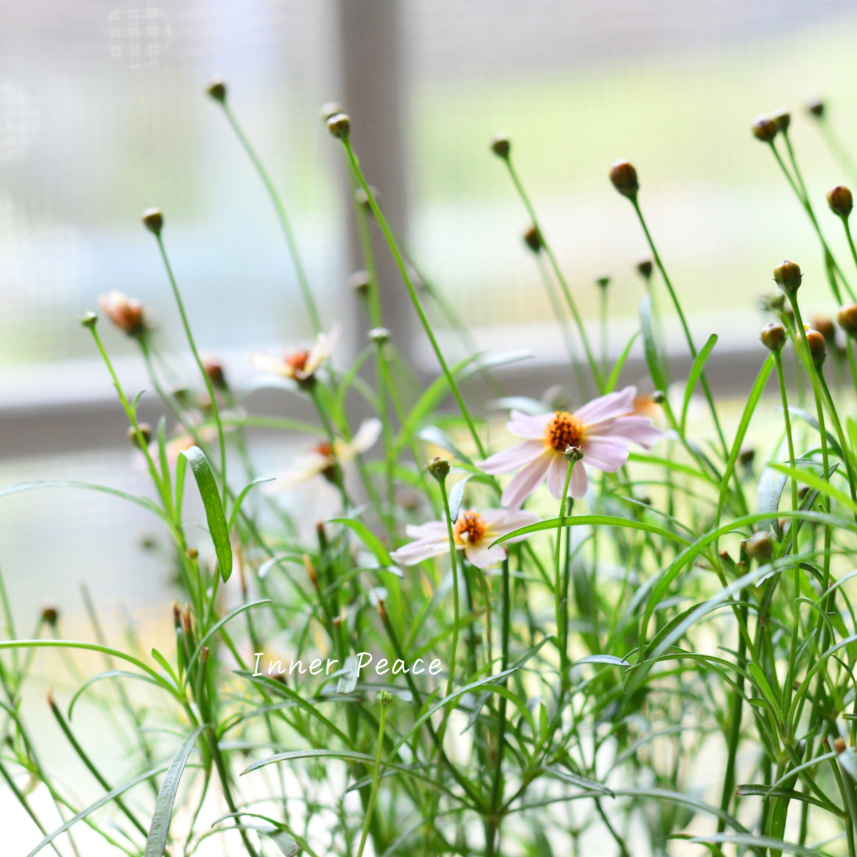 【アンティーク色】コレオプシス『ウリドリーム・ピンクリボン』 3寸POT