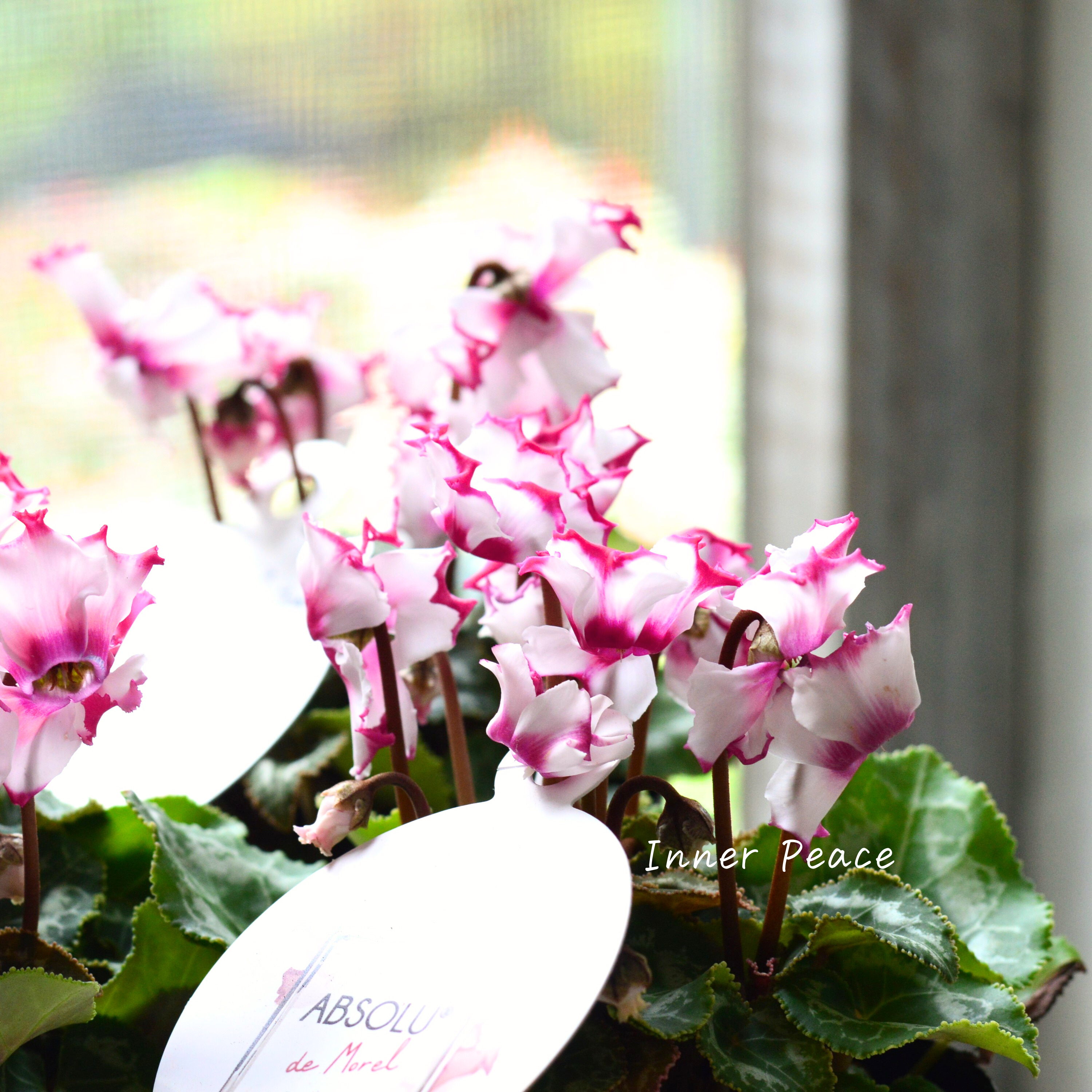 【芳香】 ガーデンシクラメン 『アブソルドゥモレル』 3寸POT