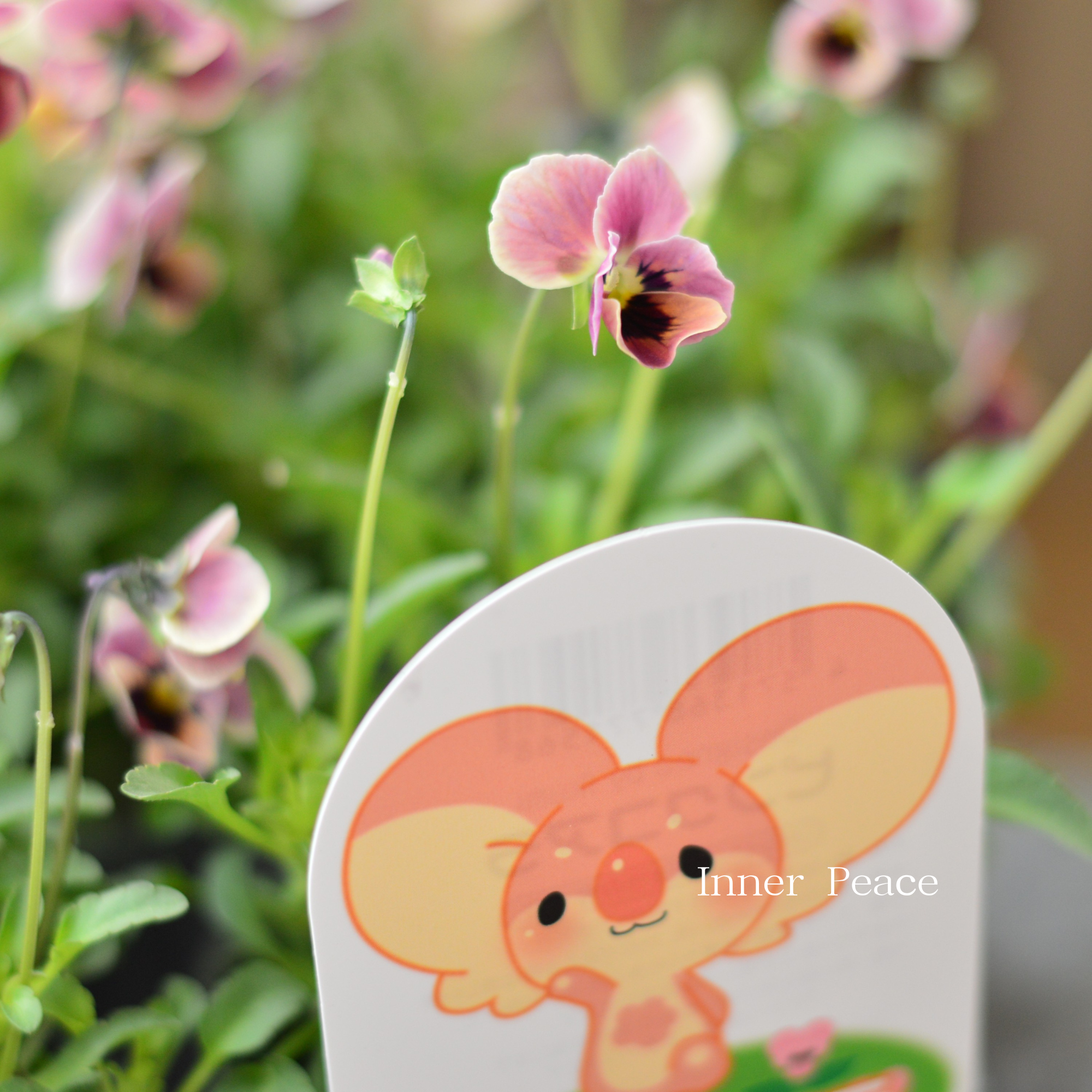 【見元園芸さん】 ビオラ 『ピンクコアラ』 3寸POT