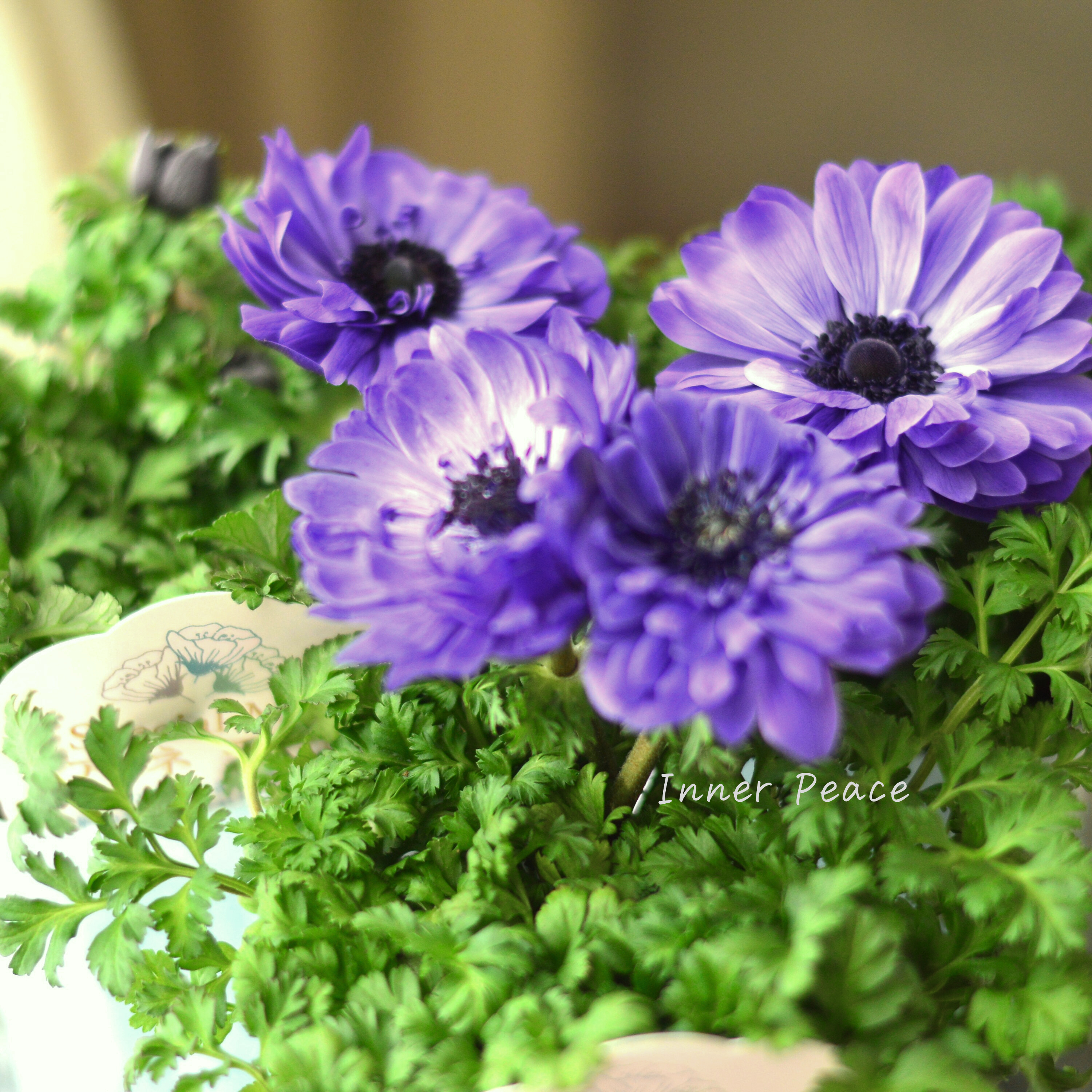 【神花園さん】 3本植え! 八重咲きスペシャルミックスアネモネ 『ブルー』 3.5寸ロングPOT