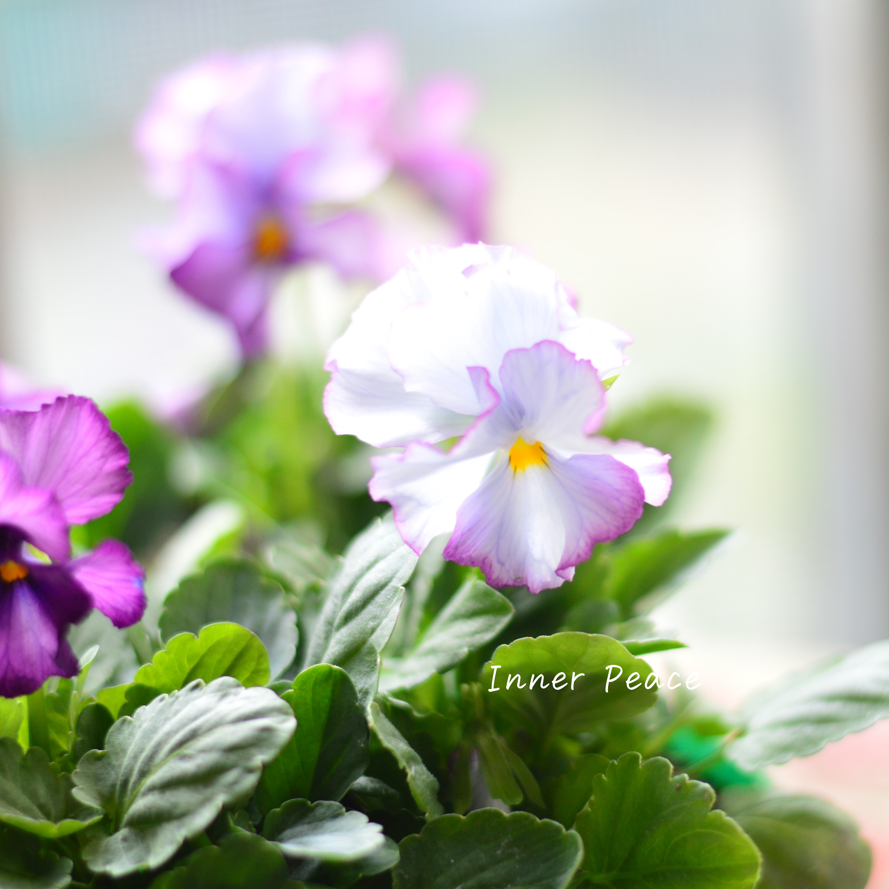 【人気】 ビオラ 『横浜セレクション・マイファニープリンセス』 3寸POT