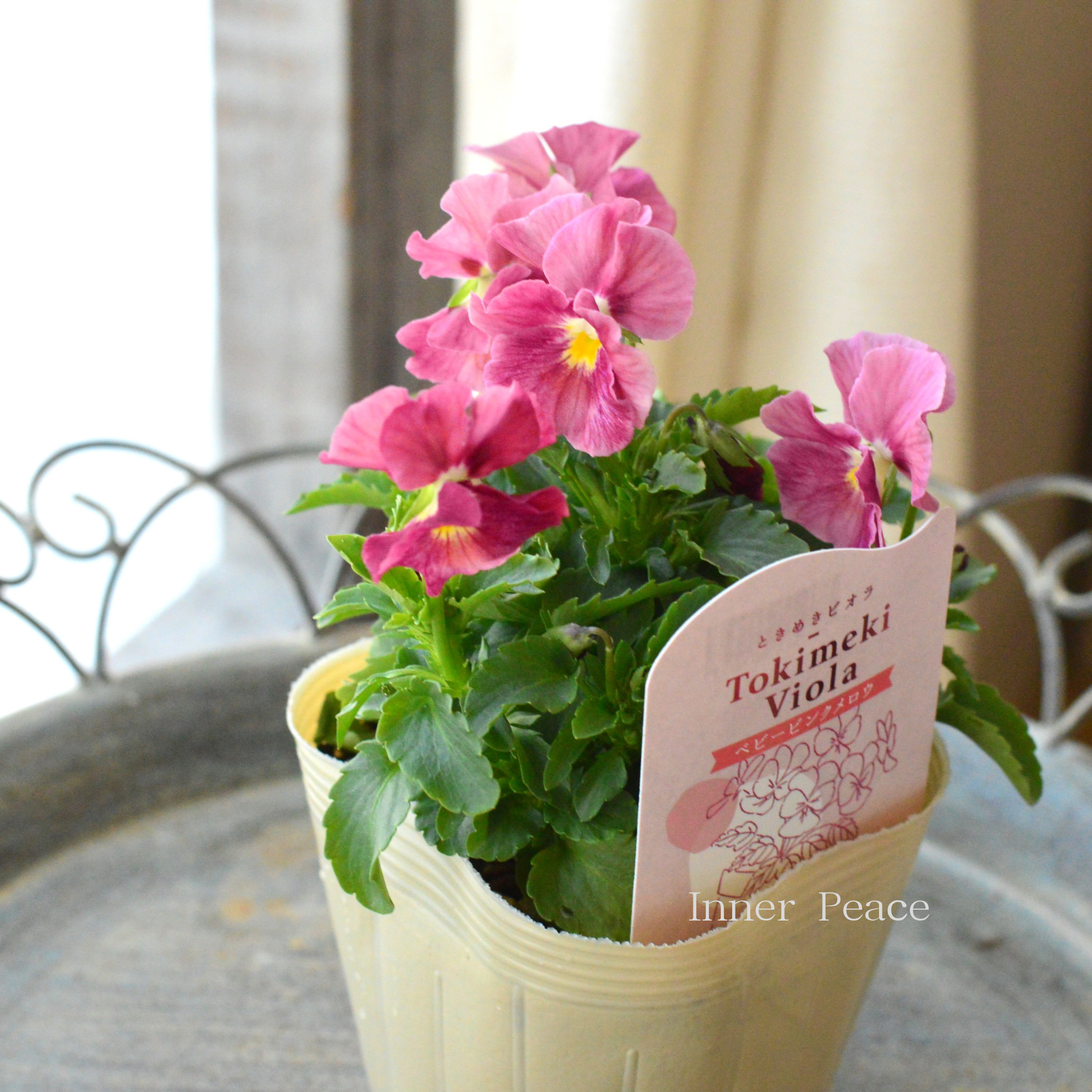 【奥田園芸さん】 ときめきビオラ 『ベビーピンクメロウ』 3.5寸POT
