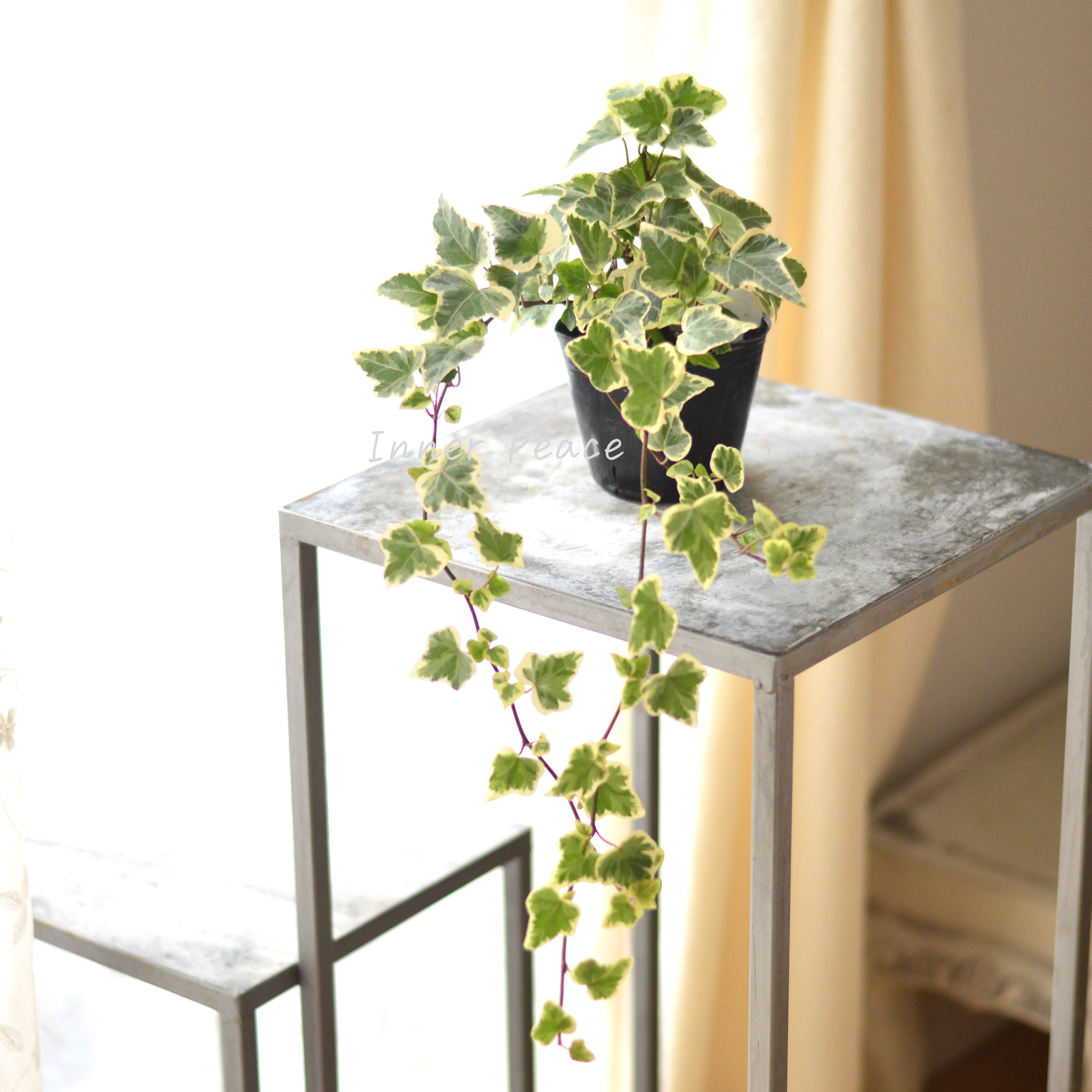 【寄せ植えに】 ヘデラ ヘリックス 『ホワイトワンダー』 3寸POT