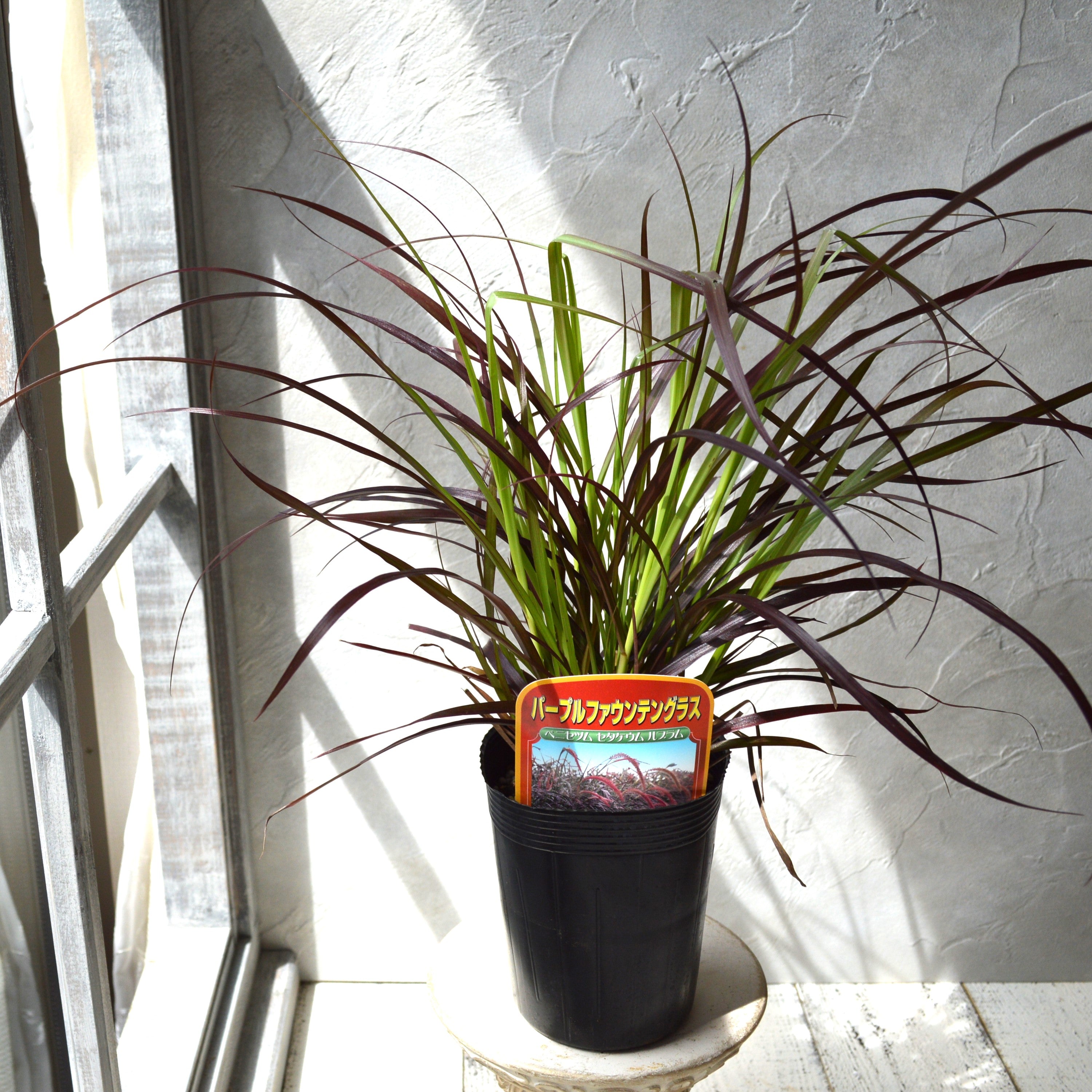 【かっこいい】 パープルファウンテングラス 3~3.5寸ロングPOT