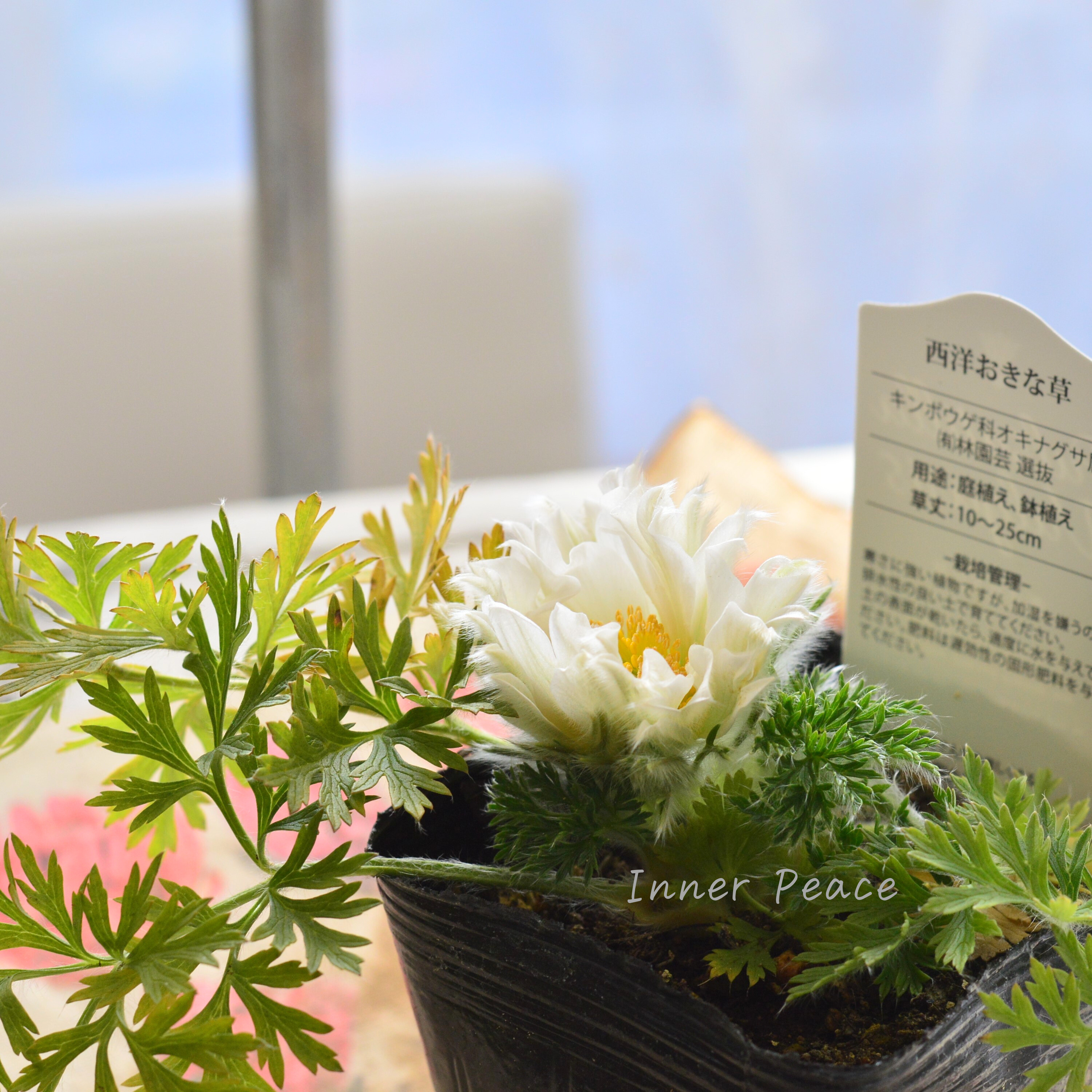 【美しい】 西洋オキナグサ 『プルサティラ ブルガリス・ホワイト』 3.5寸POT